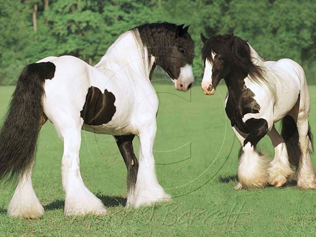Wallpaper #L31i8I4Bnwiau_P6PAYN54 Image Detail for Black and White Horses Desktop Wallpapers All the