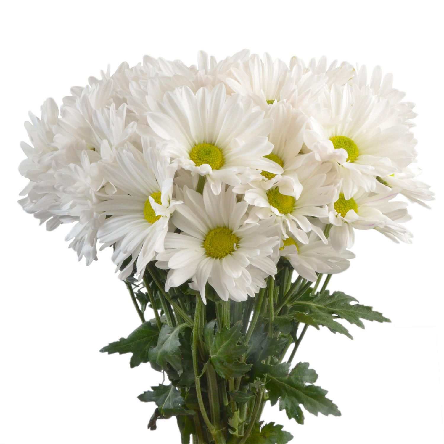 Wallpaper #3mhXIpMBSpphPi3-4TKc166 Poms White Daisy 50 Stems Sams Club Bouquet of Daisies White