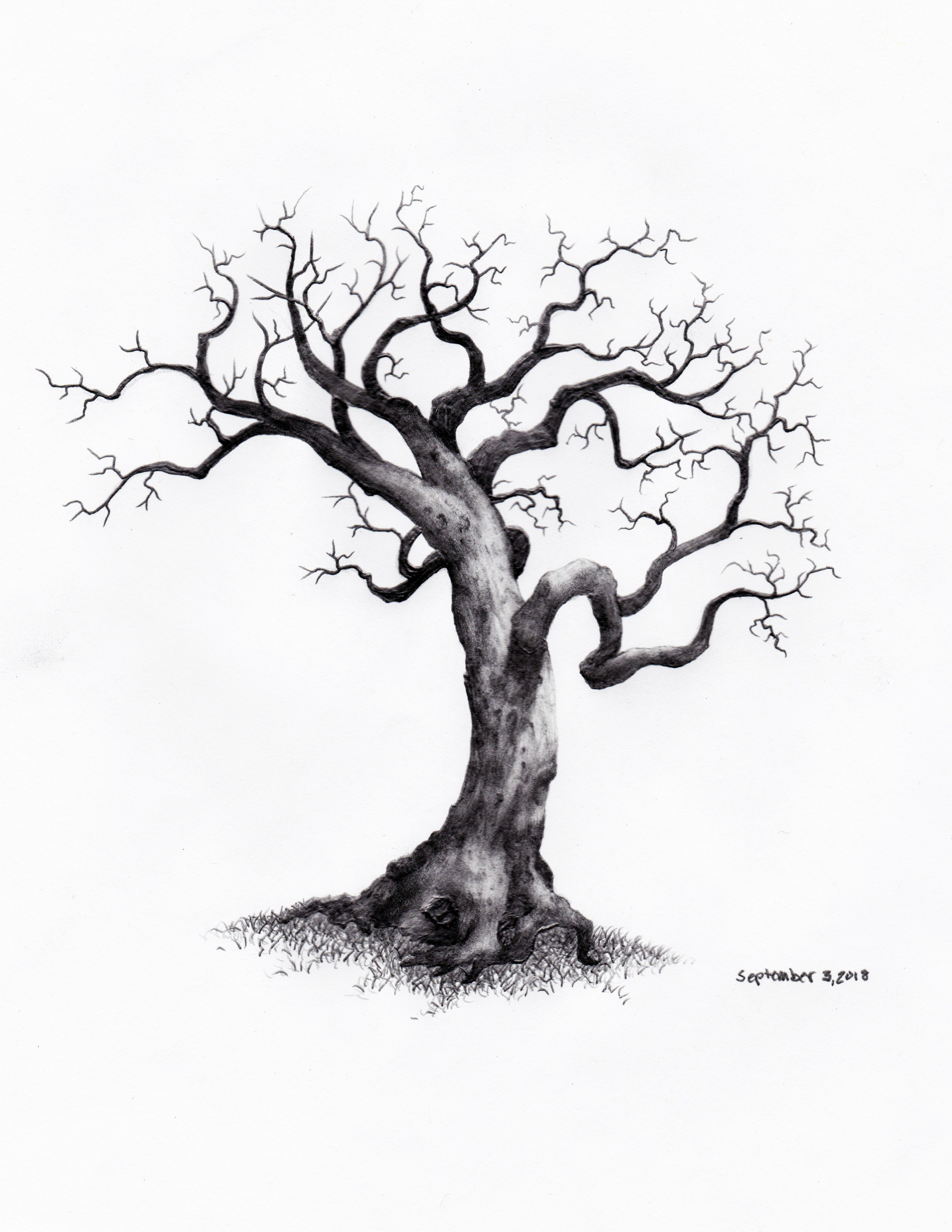 Wallpaper #aWdbBJMBSpphPi3--bfl212 Daily Tree Sketch September 3 2018 Trees Treesketch Dailyart