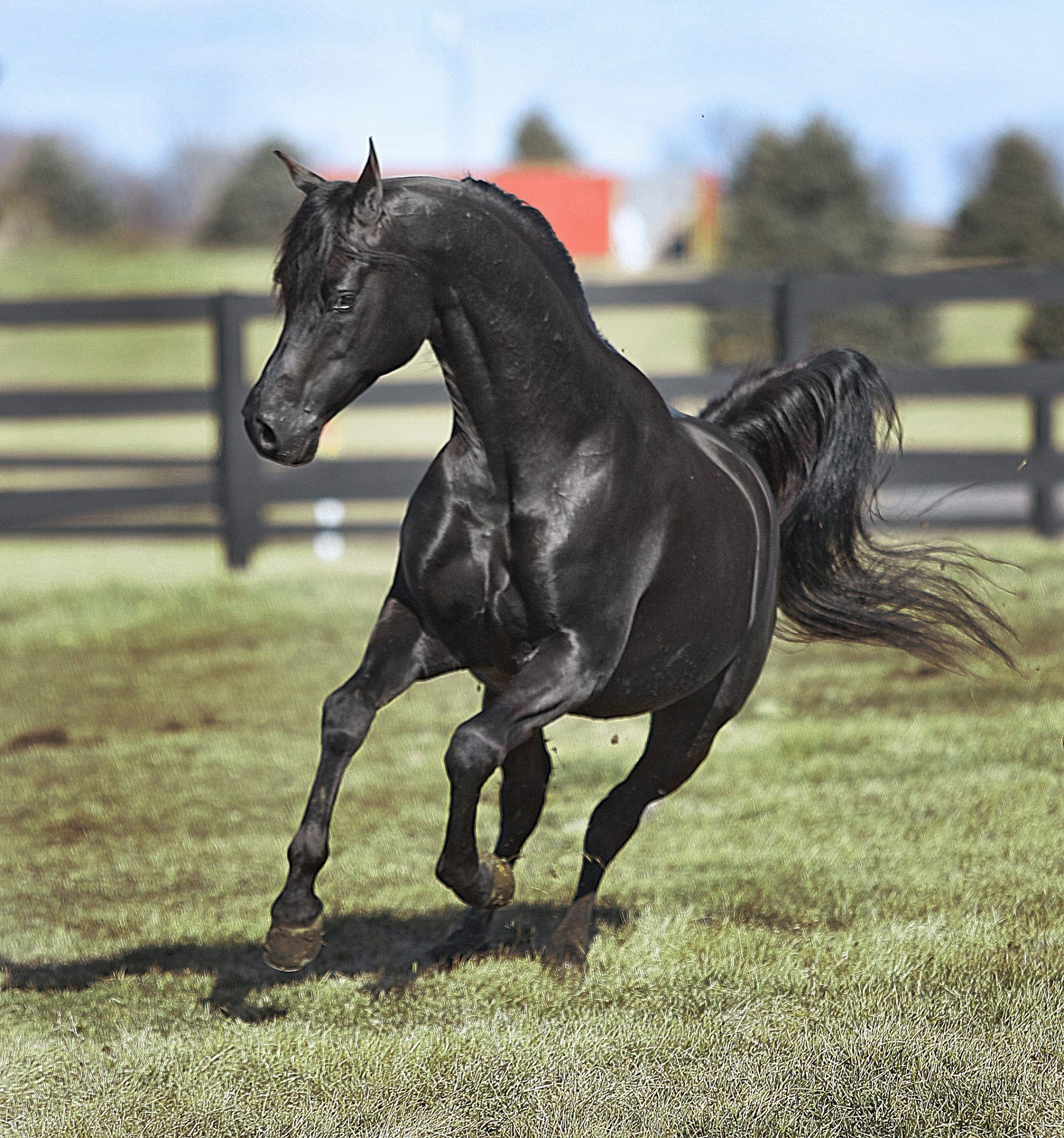 Wallpaper #-x2ULJMBlOZrFDOkz8qk233 Black Arabian Horse Images