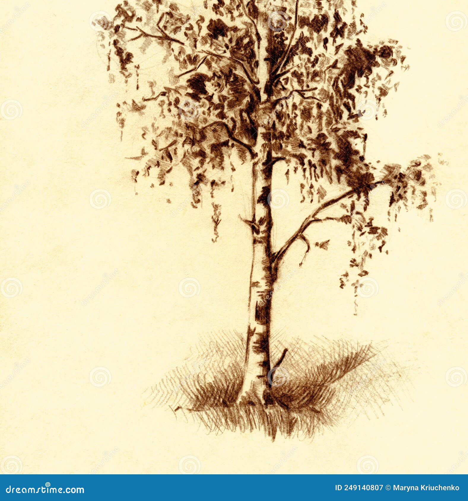 Wallpaper #BWgvFZMBSpphPi3-Zwec117 Tall Birch Tree Pencil Drawing Stock Illustration Illustration of