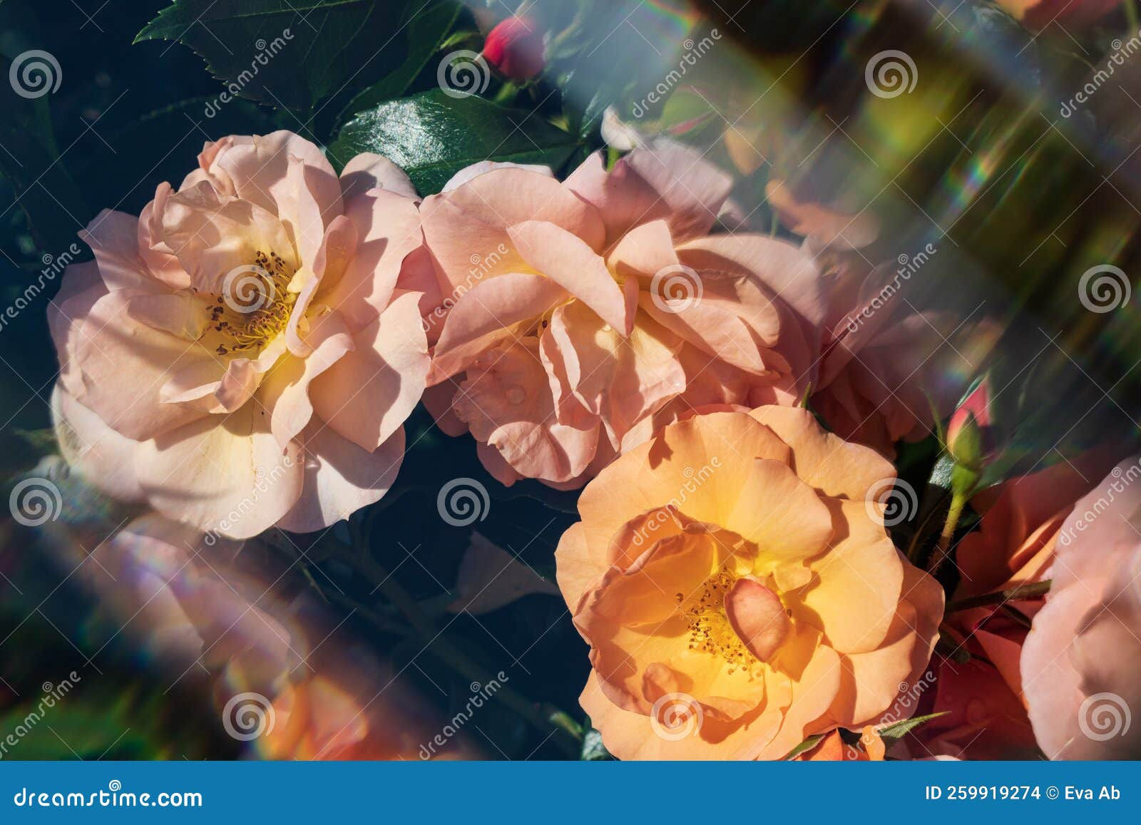 Wallpaper #Hx38KZMBlOZrFDOkzsOQ379 Orange Yellow Reverse Rose Close Upphotographed Through Prism2022a