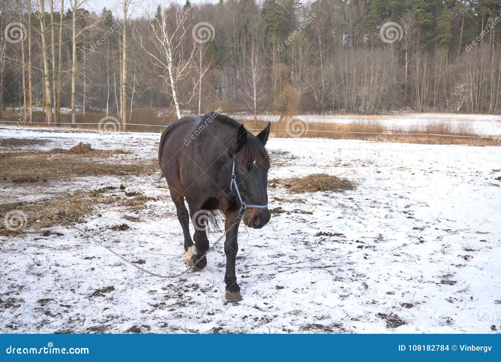 Wallpaper #Rmc1DJMBSpphPi3-Bt0d37 One Black Horse in the Snow Stock Photo Image of Landscape Horse