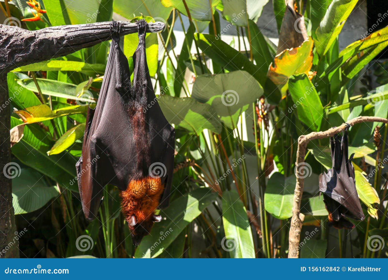 Wallpaper #2mdTDJMBSpphPi3-nt1P37 Megabat Hanging on the Tree Branch Bat is Hanging on the Tree Flying