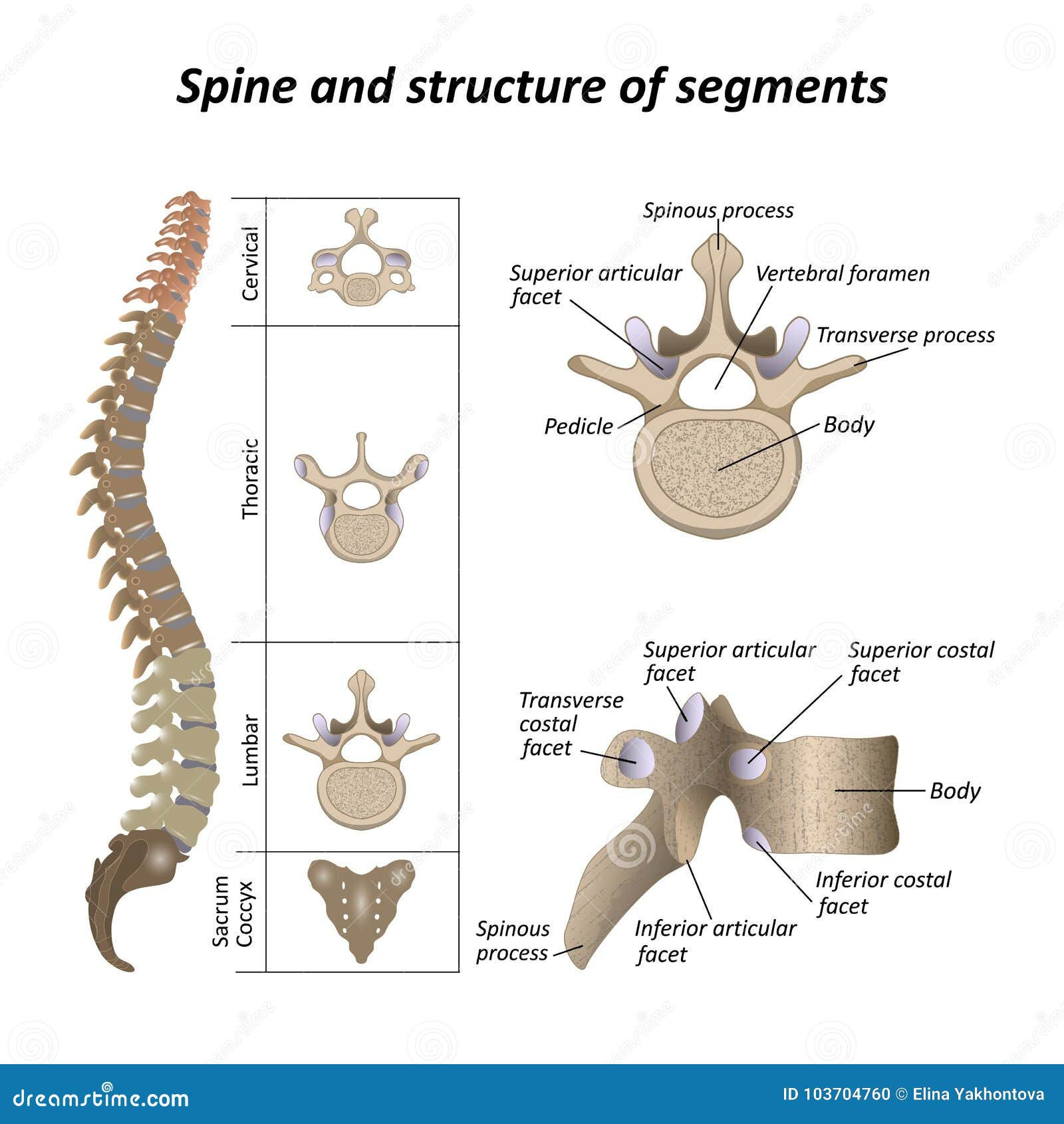 Wallpaper #HmeNC5MBSpphPi3-KNo9233 Medical Diagram of a Human Spine with the Name and Description of All