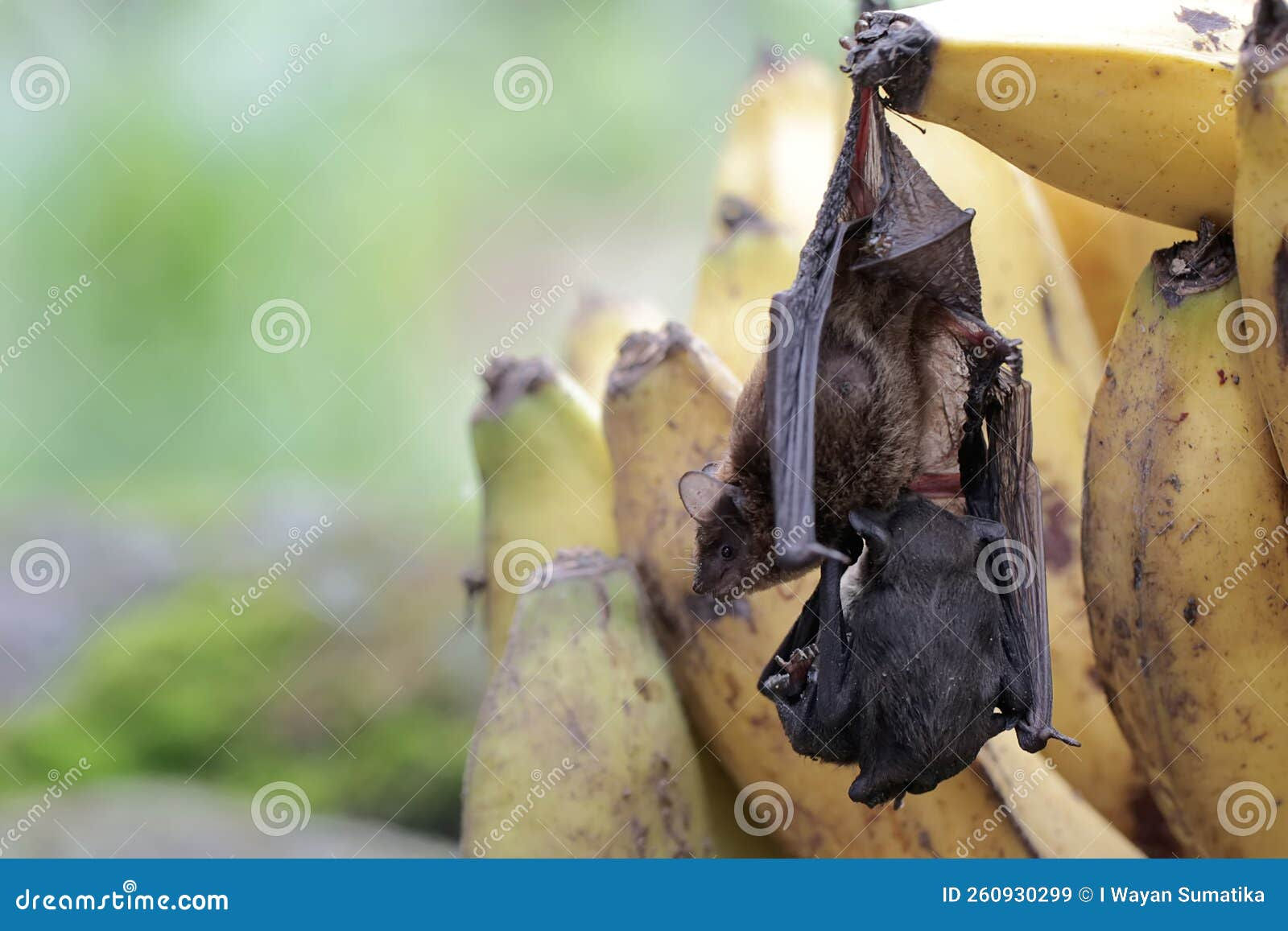 Wallpaper #2mdTDJMBSpphPi3-nt1P195 A Mother Microchiroptera Bat Hangs from a Tree Branch While Nursing Her