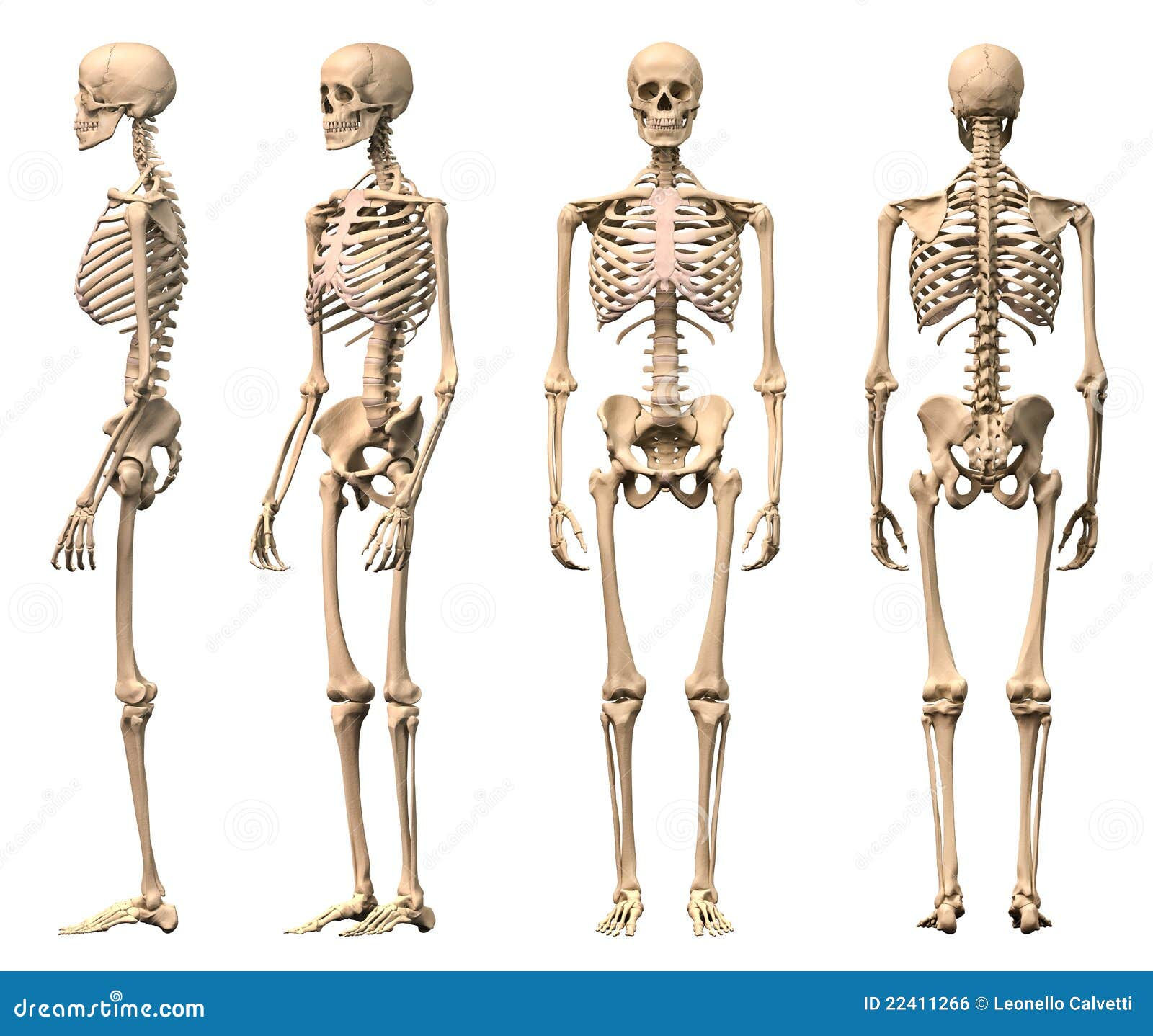 Wallpaper #BaUMOJMBVBiSkHCa140v260 Male Human Skeleton Four Views Stock Illustration Illustration of