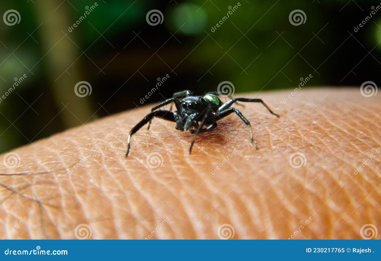 Wallpaper #wmfS65IBSpphPi3-9k4K8 Metallic Banded Jumping Spider Stock Image Image of Invertebrate