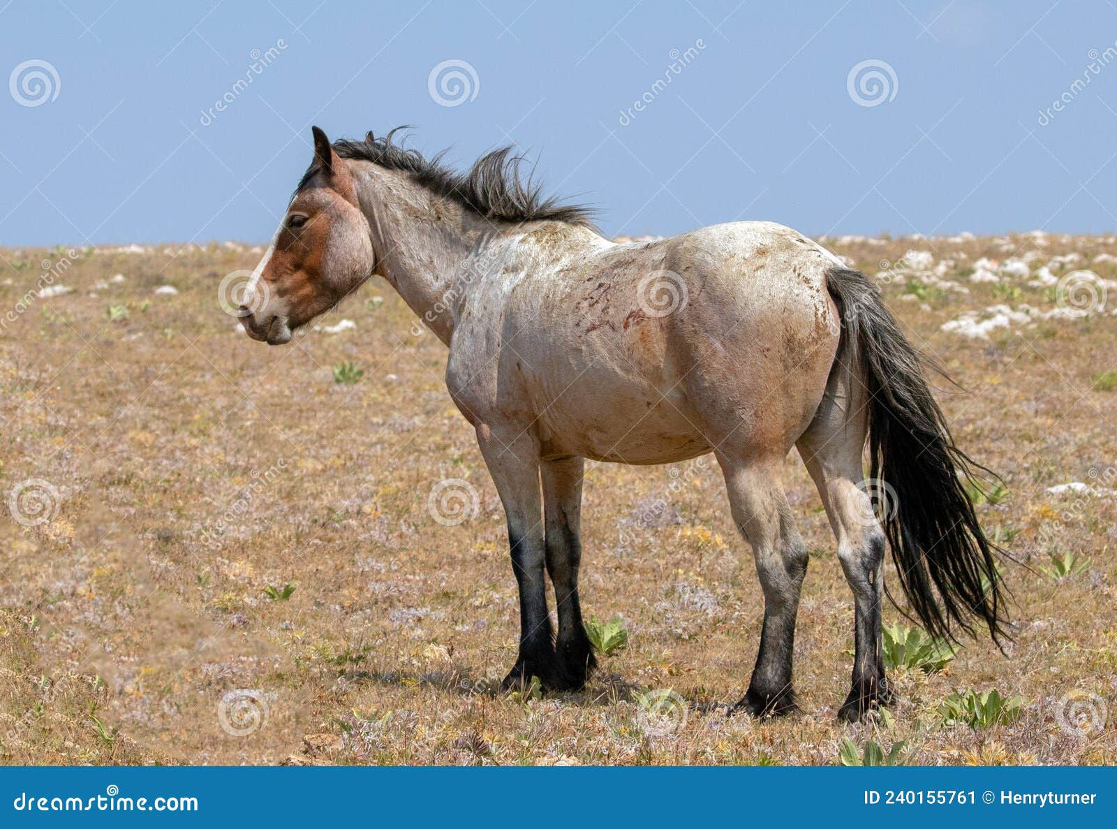 Wallpaper #Lhk9BY8BtGB6xQ78J1Hg10 Male Red Roan Wild Horse Mustang Stallion on Sykes Ridge in the Pryor