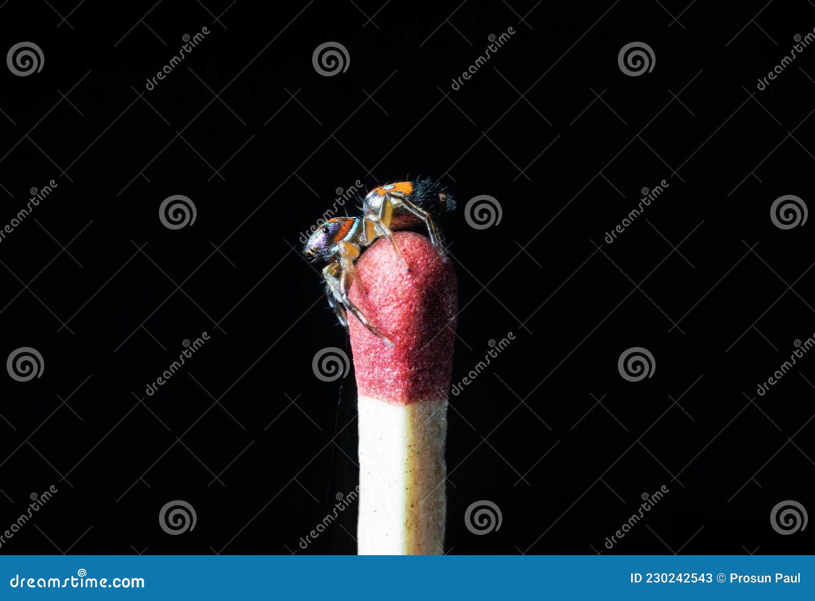 Wallpaper #wmfS65IBSpphPi3-9k4K30 The Metallic Jumping Spider on a Matchstick Stock Image Image of