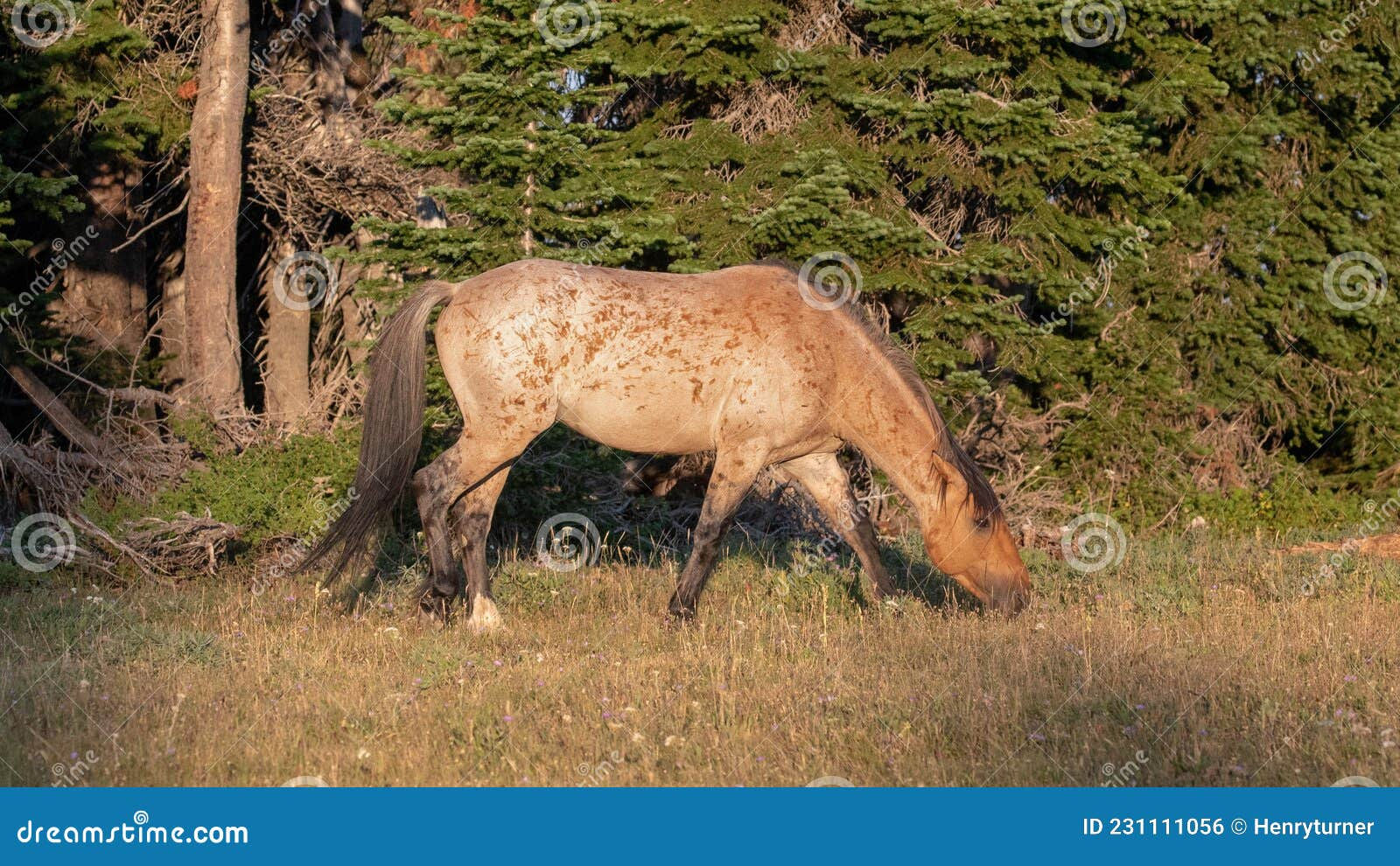 Wallpaper #Lhk9BY8BtGB6xQ78J1Hg17 Mustang Red Roan Stallion with Pin Backed Ears Snaking While Fighting