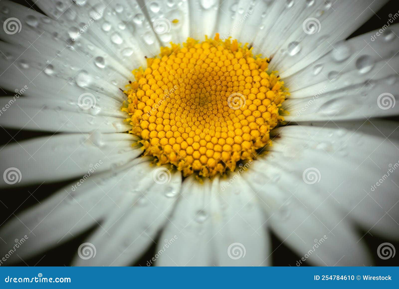 Wallpaper #3mhXIpMBSpphPi3-4TKc136 Micro Shot of a Beautiful Daisy Flower with Dewy on It Stock Photo