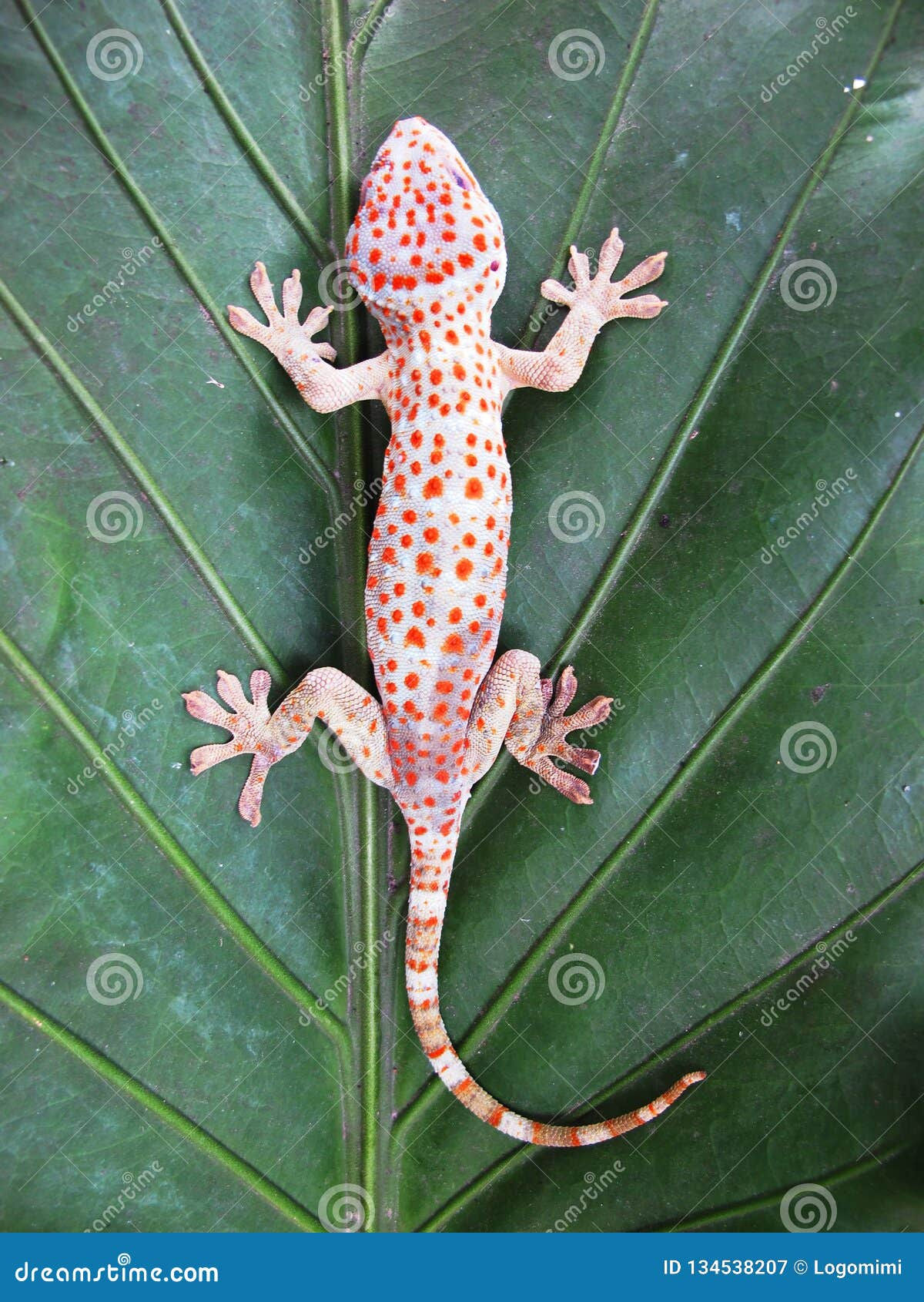 Wallpaper #22ca85IBSpphPi3-NnM5158 Tokay Gecko Gecko Gecko on Green Leaf Stock Image Image of Geckos