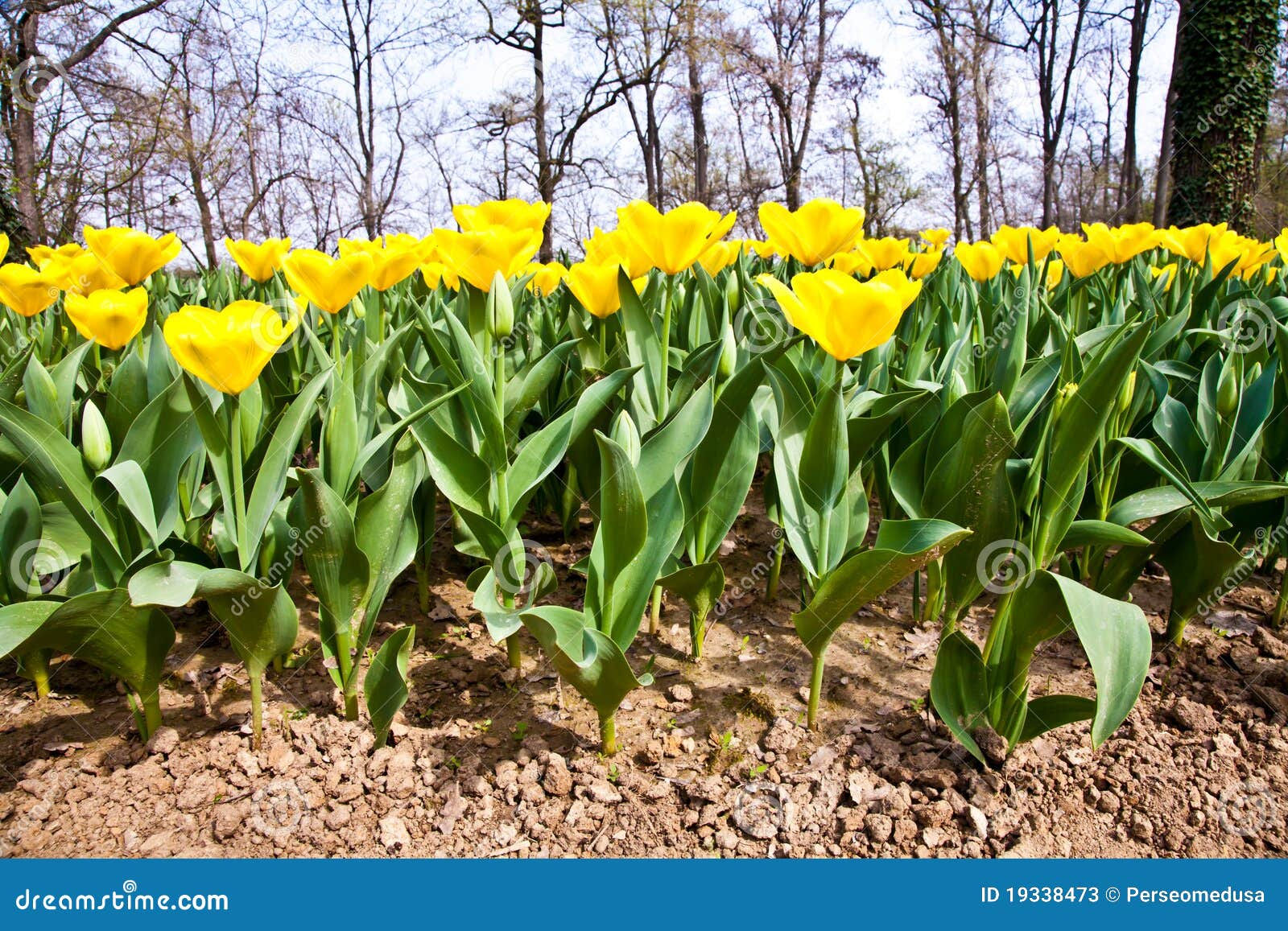 Wallpaper 0f480 Tulips Golden Varietie Stock Image Image of Grass 19338473 HD Wallpaper 0f480