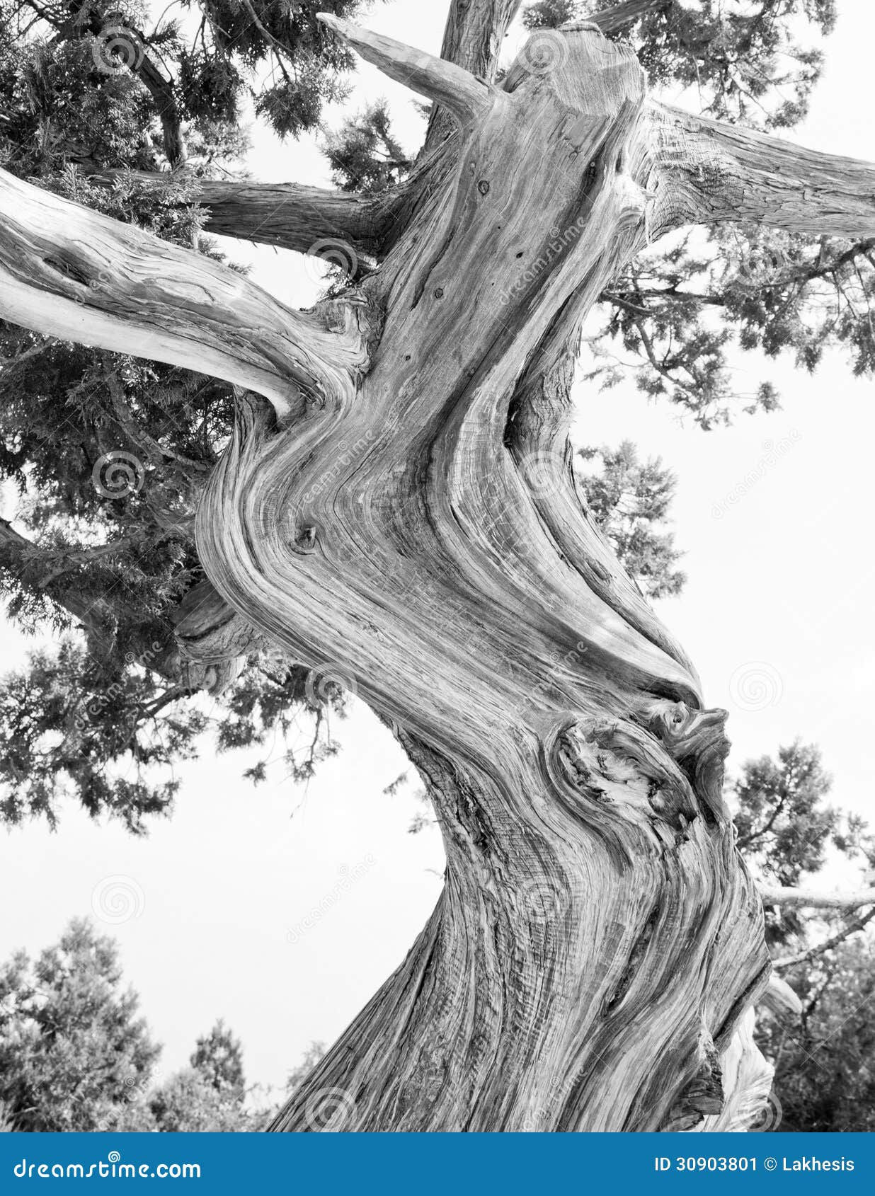 Wallpaper #BGdQC5MBSpphPi3-qtkV128 Tree Abstract Silhouette of Pine Tree Branches Stock Image Image of