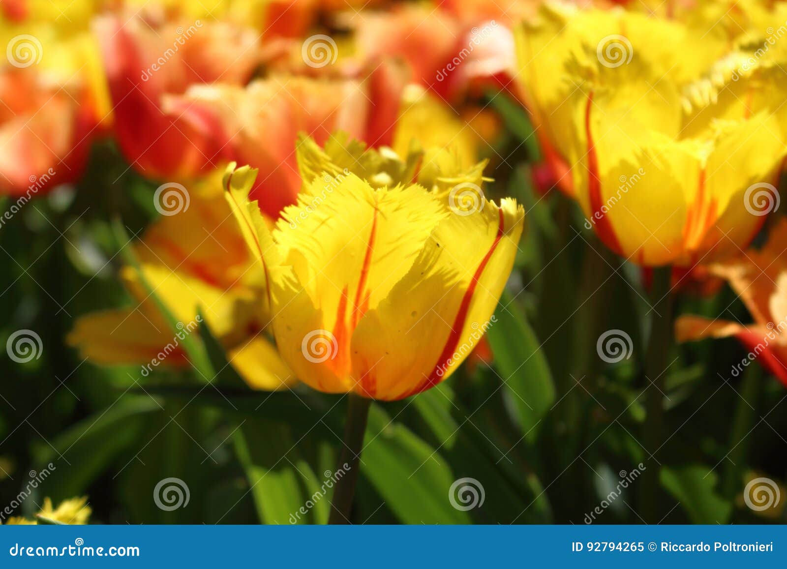 Wallpaper #0f480 Tulips Golden Varietie Stock Image Image of Grass 19338473