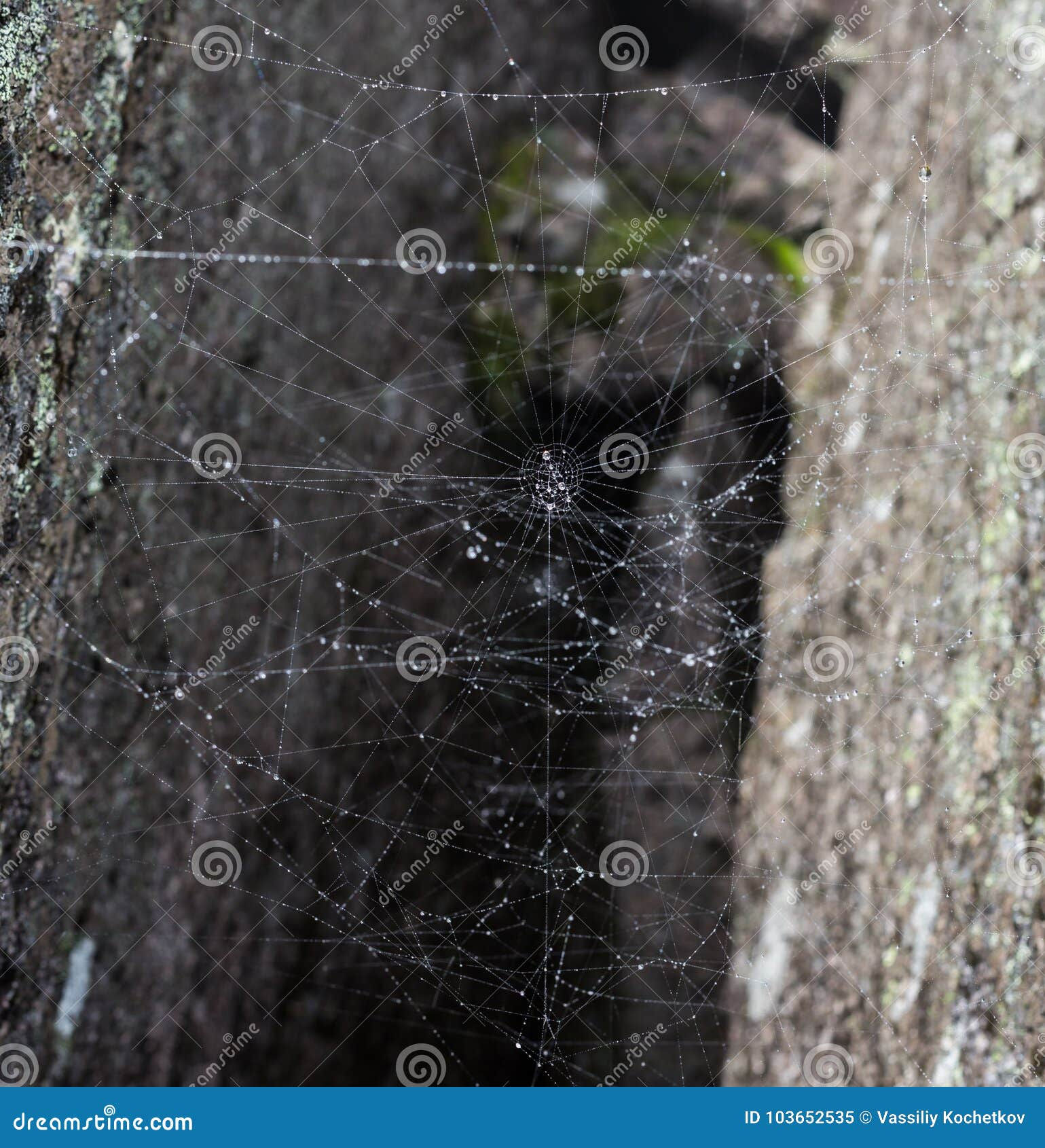 Wallpaper #yP_JaJMB3lSXT3zUg-SK12 Triangle Horror Cobweb or Spider Web Isolated on Black Background