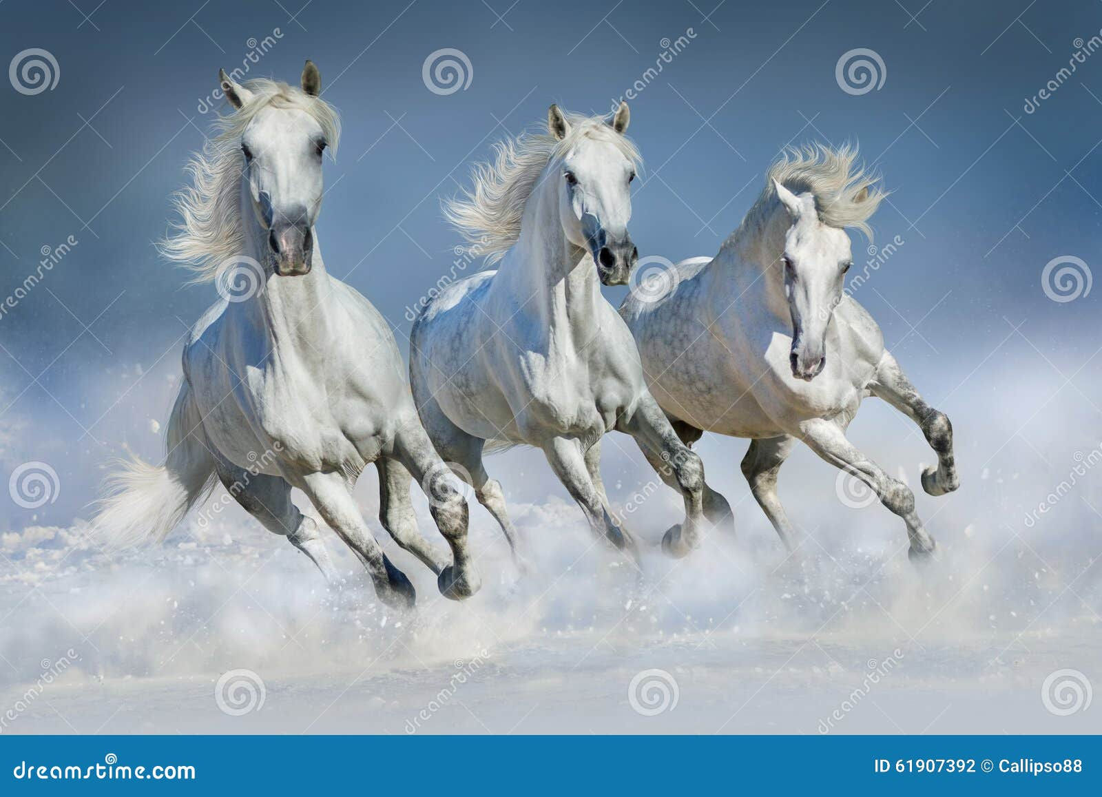 Wallpaper #Rmc1DJMBSpphPi3-Bt0d328 Three White Horse Run in Snow Stock Photo Image of Color Outdoor