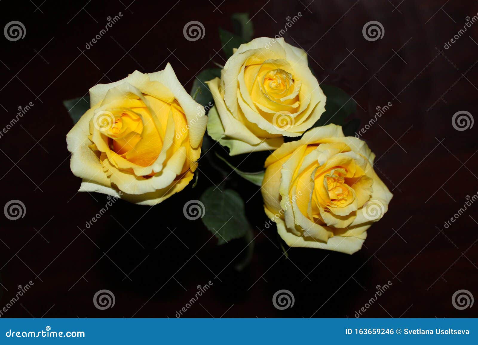 Wallpaper #Hx38KZMBlOZrFDOkzsOQ347 Three Yellow Roses on a Black Background Beautiful Dark Background