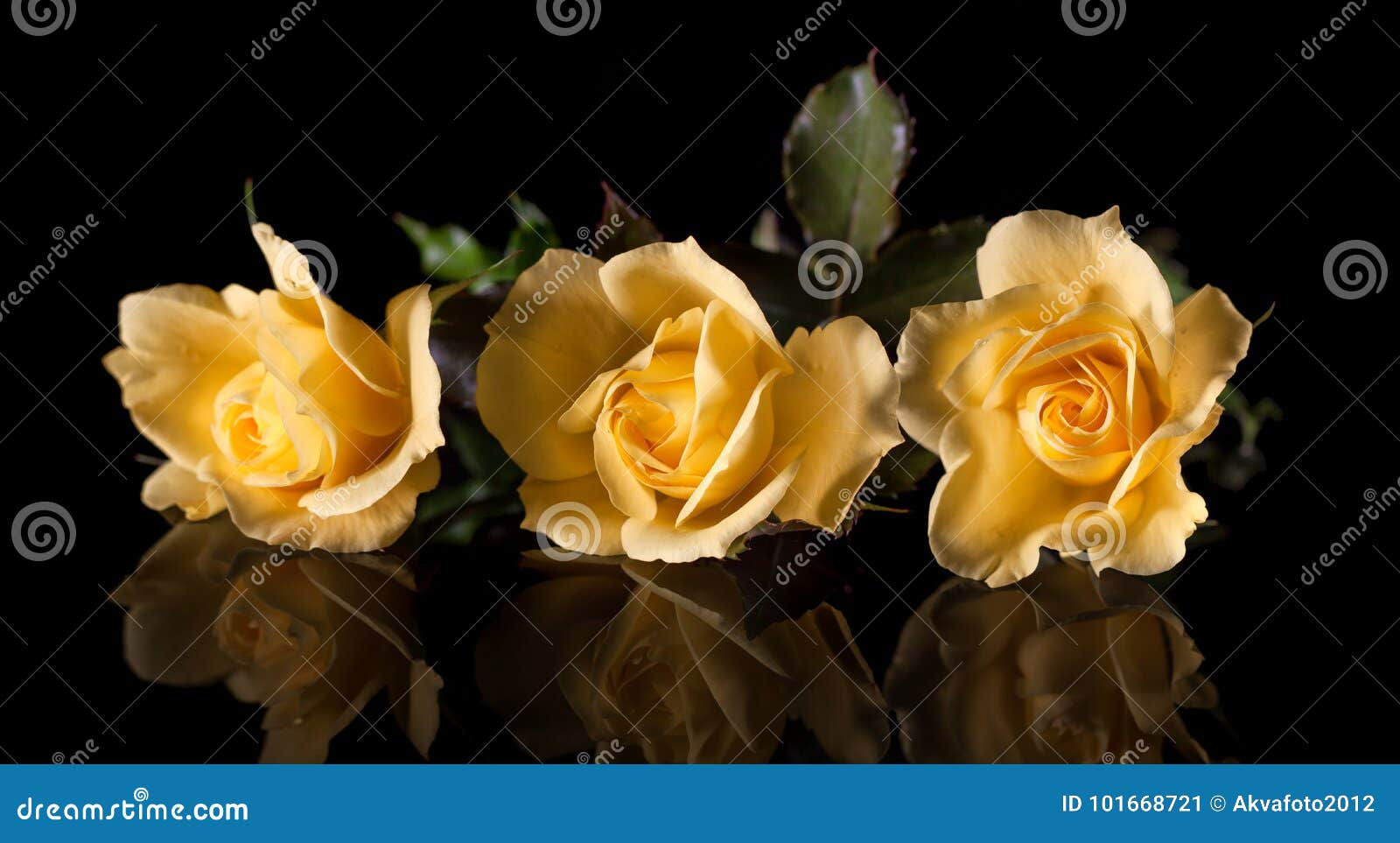 Wallpaper #Hx38KZMBlOZrFDOkzsOQ286 Three Yellow Roses on a Black Background and Their Reflection Stock