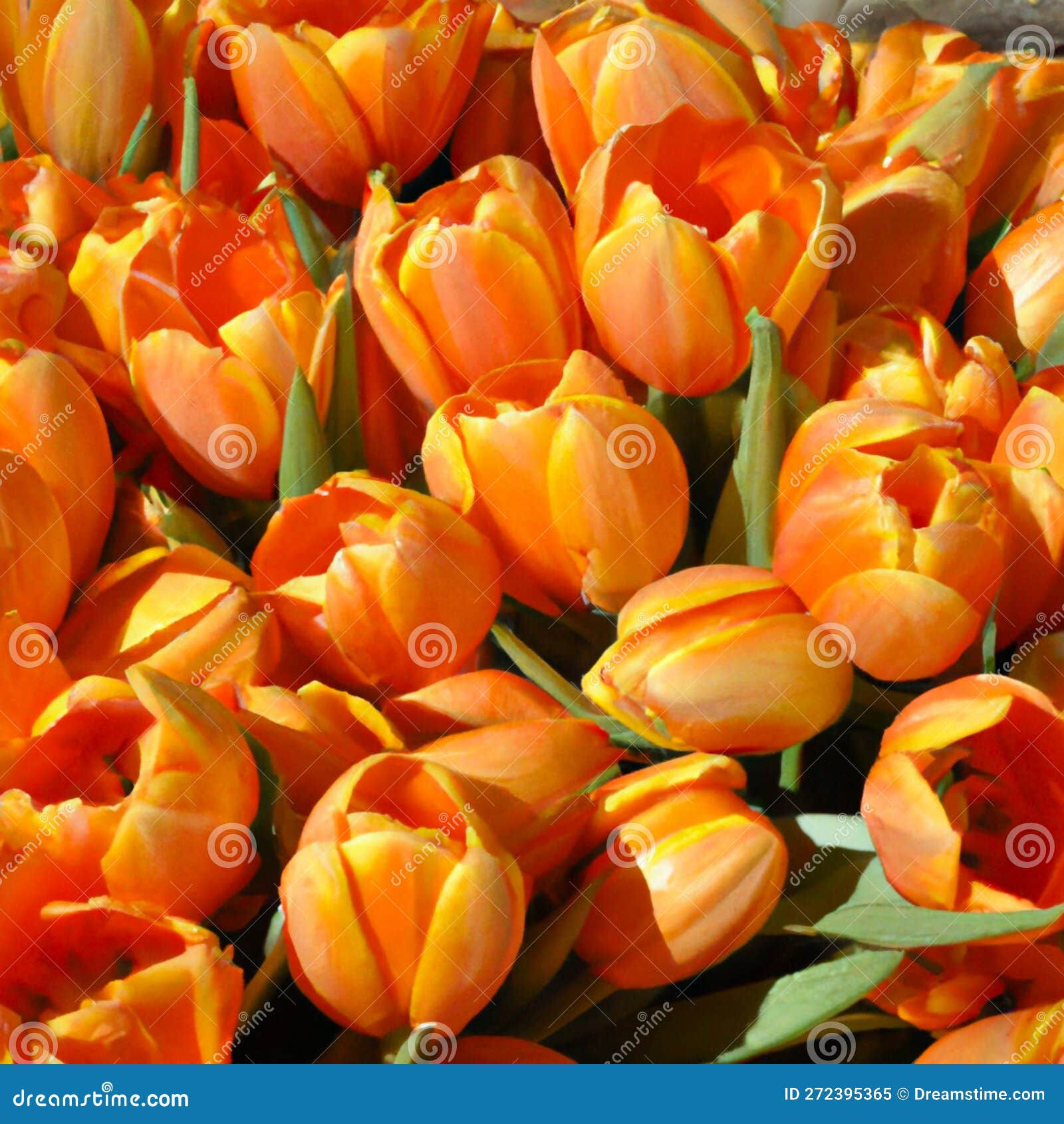 Wallpaper #0f480 Tulips Golden Varietie Stock Image Image of Grass 19338473