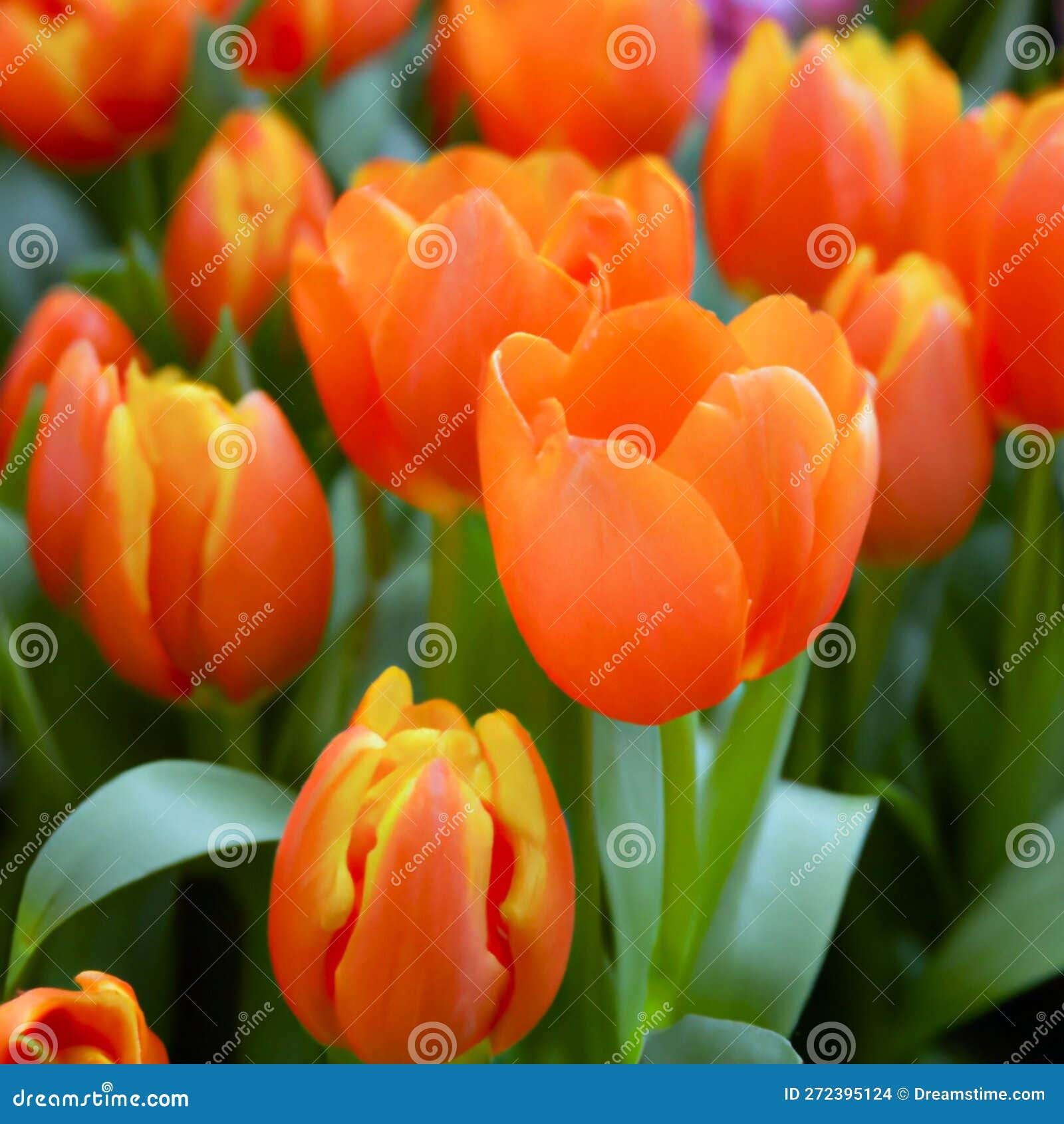 Wallpaper #0f480 Tulips Golden Varietie Stock Image Image of Grass 19338473