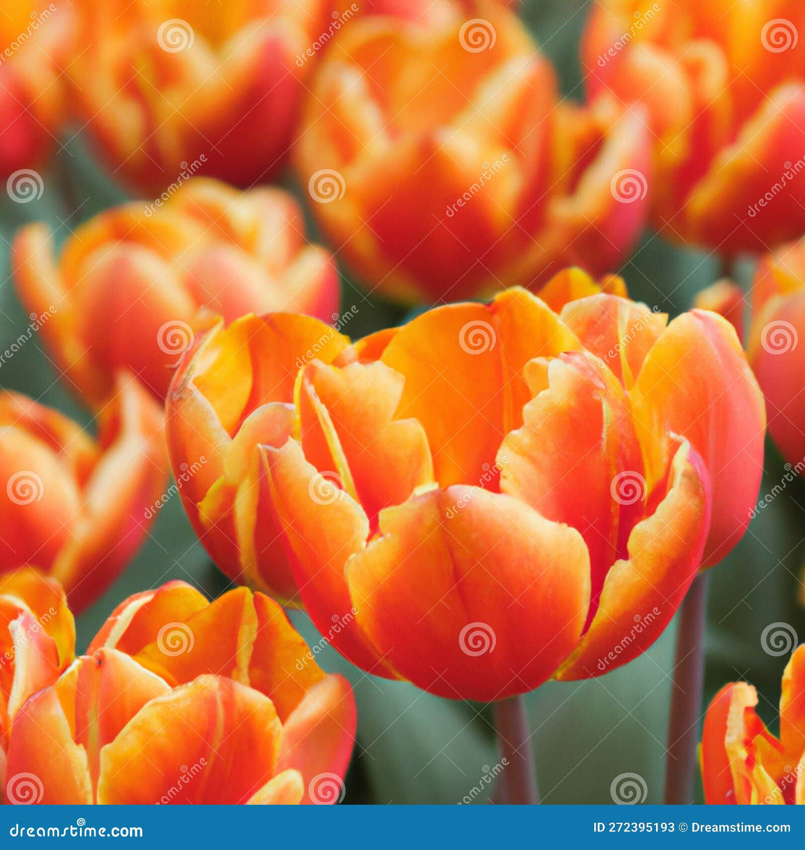 Wallpaper #0f480 Tulips Golden Varietie Stock Image Image of Grass 19338473