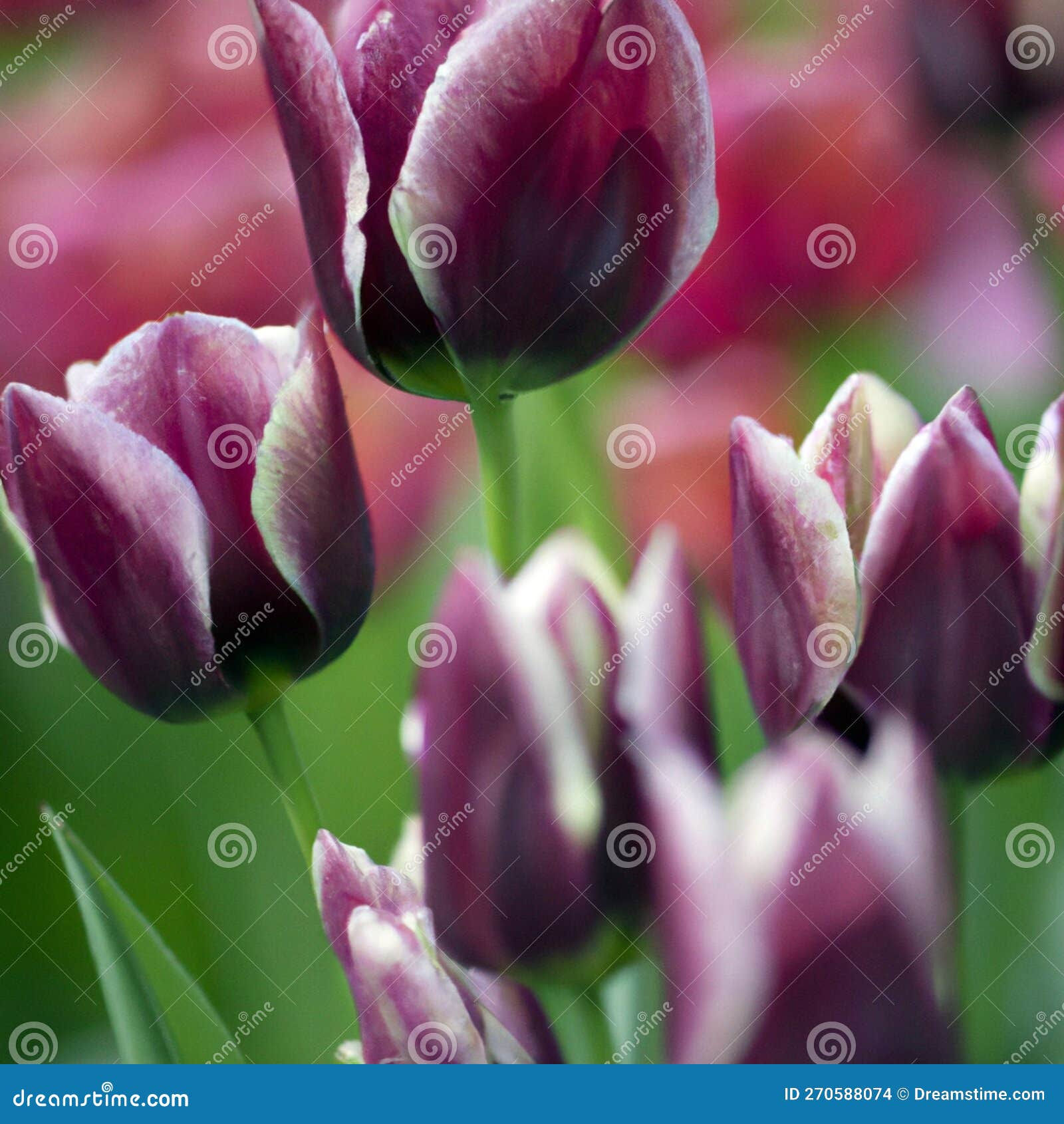 Wallpaper #0f480 Tulips Golden Varietie Stock Image Image of Grass 19338473