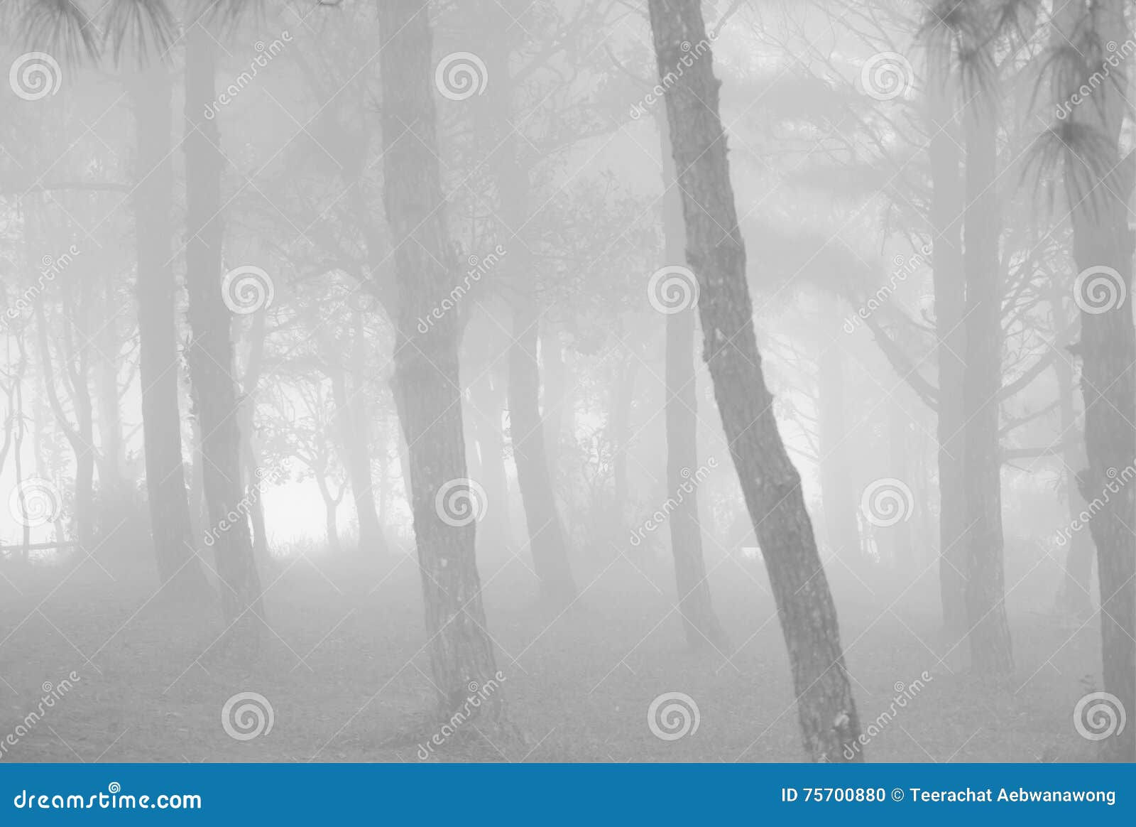 Wallpaper #r2fTEJMBSpphPi3-HPTq52 Tree Forest Abstract Fine Art Blur Black and White Background Texture