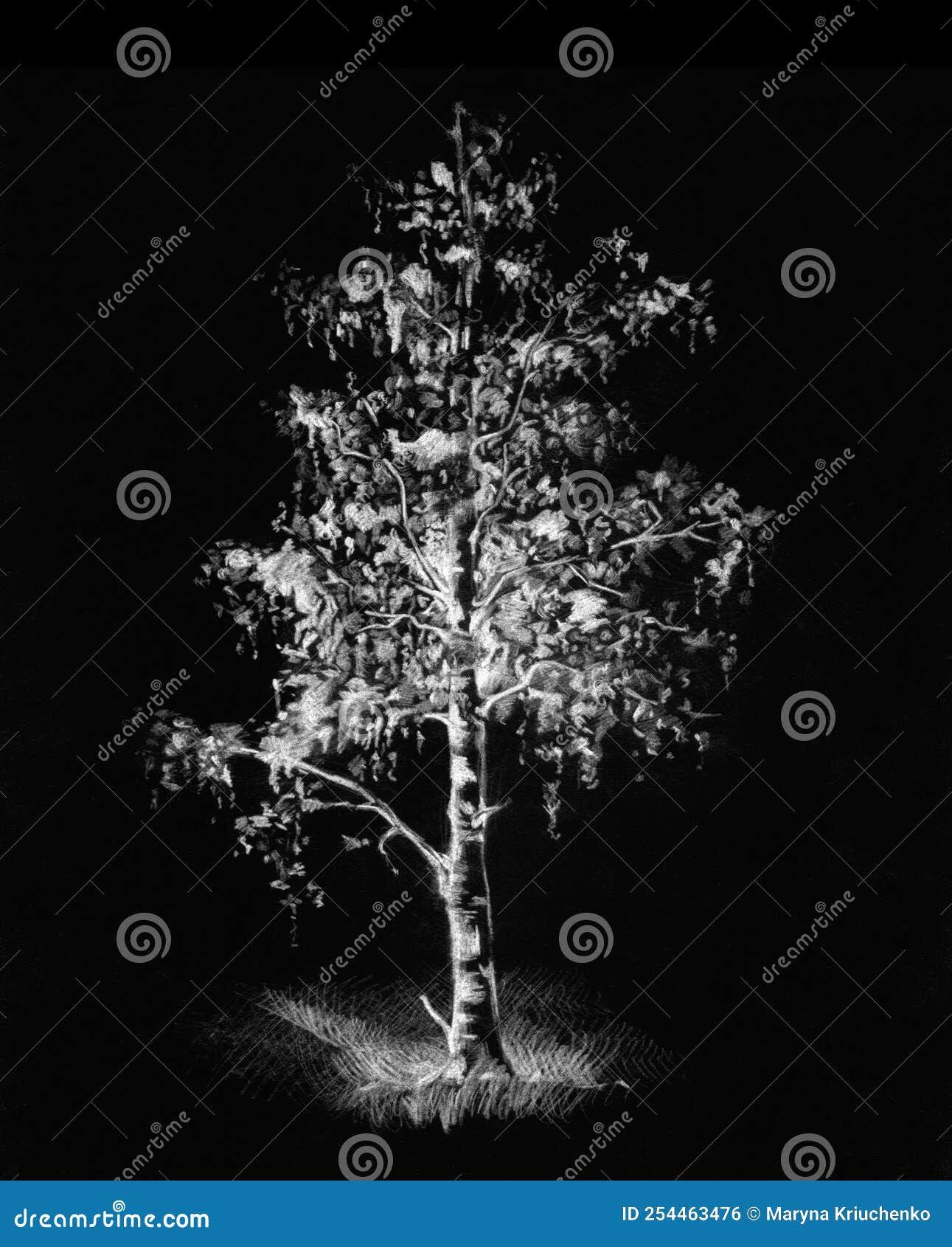 Wallpaper #BWgvFZMBSpphPi3-Zwec162 Tall Birch Tree Pencil Drawing Stock Illustration Illustration of
