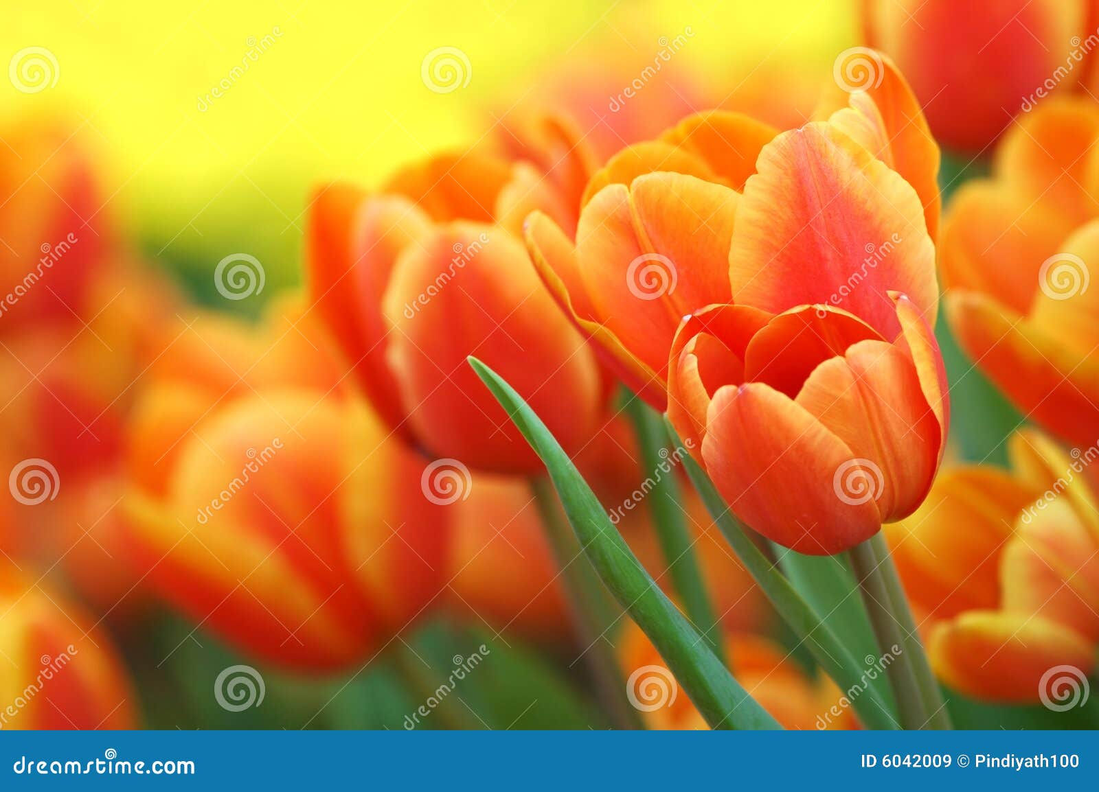 Wallpaper #0f480 Tulips Golden Varietie Stock Image Image of Grass 19338473