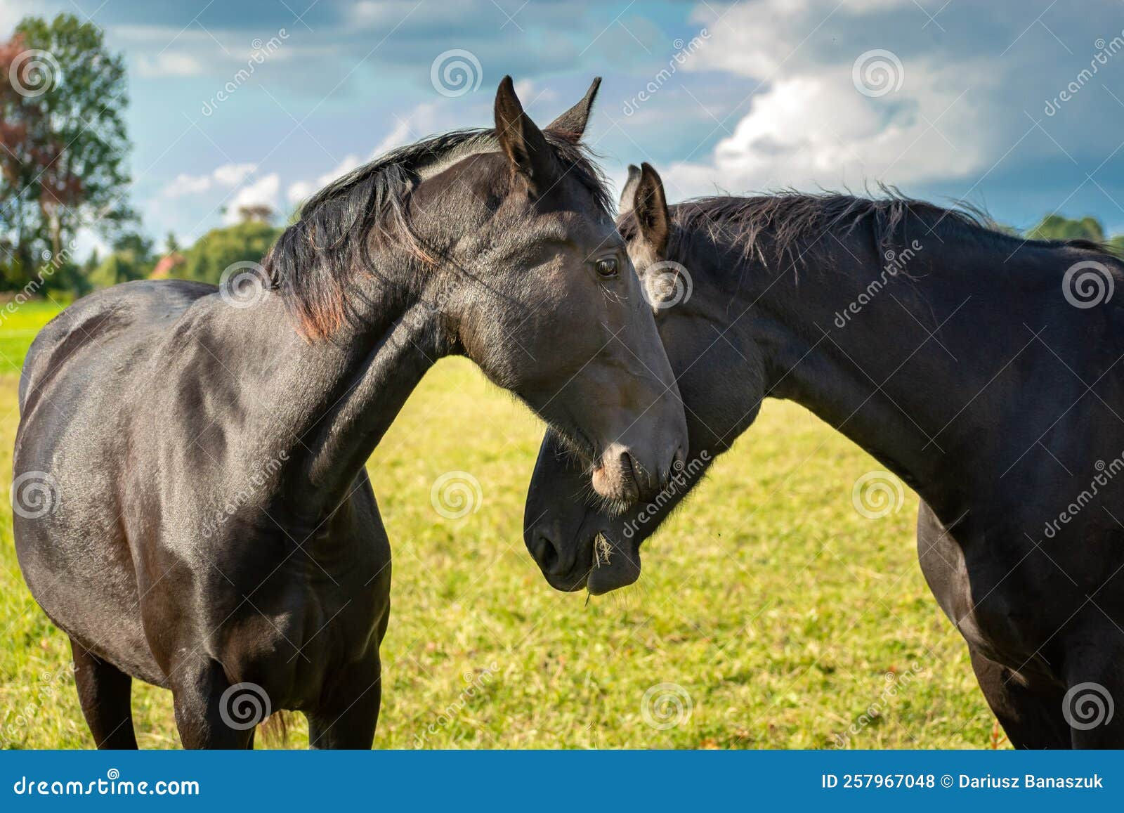 Wallpaper #Rmc1DJMBSpphPi3-Bt0d178 Two Beautiful Black Horses Cuddling to Each Other Stock Photo Image