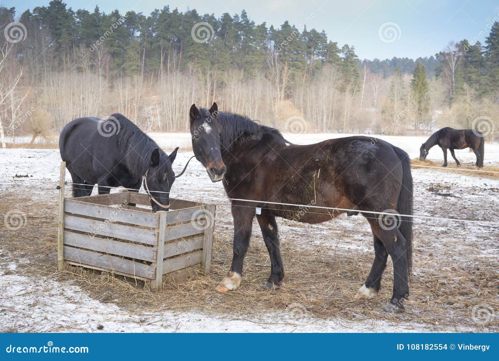 Wallpaper #Rmc1DJMBSpphPi3-Bt0d46 Two Black Horses in the Snow Stock Photo Image of Domestic Cold