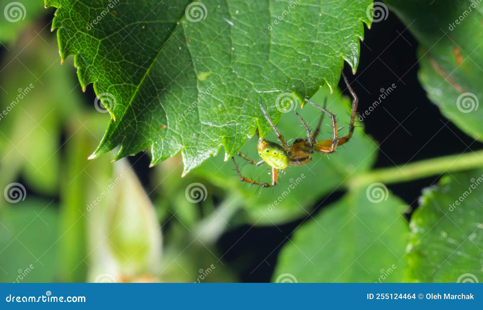 Wallpaper #-vQcOpMBKFX8bn3rt3dJ345 Tiny Green Spider Araniella Cucurbitina Aka the Cucumber Green Spider