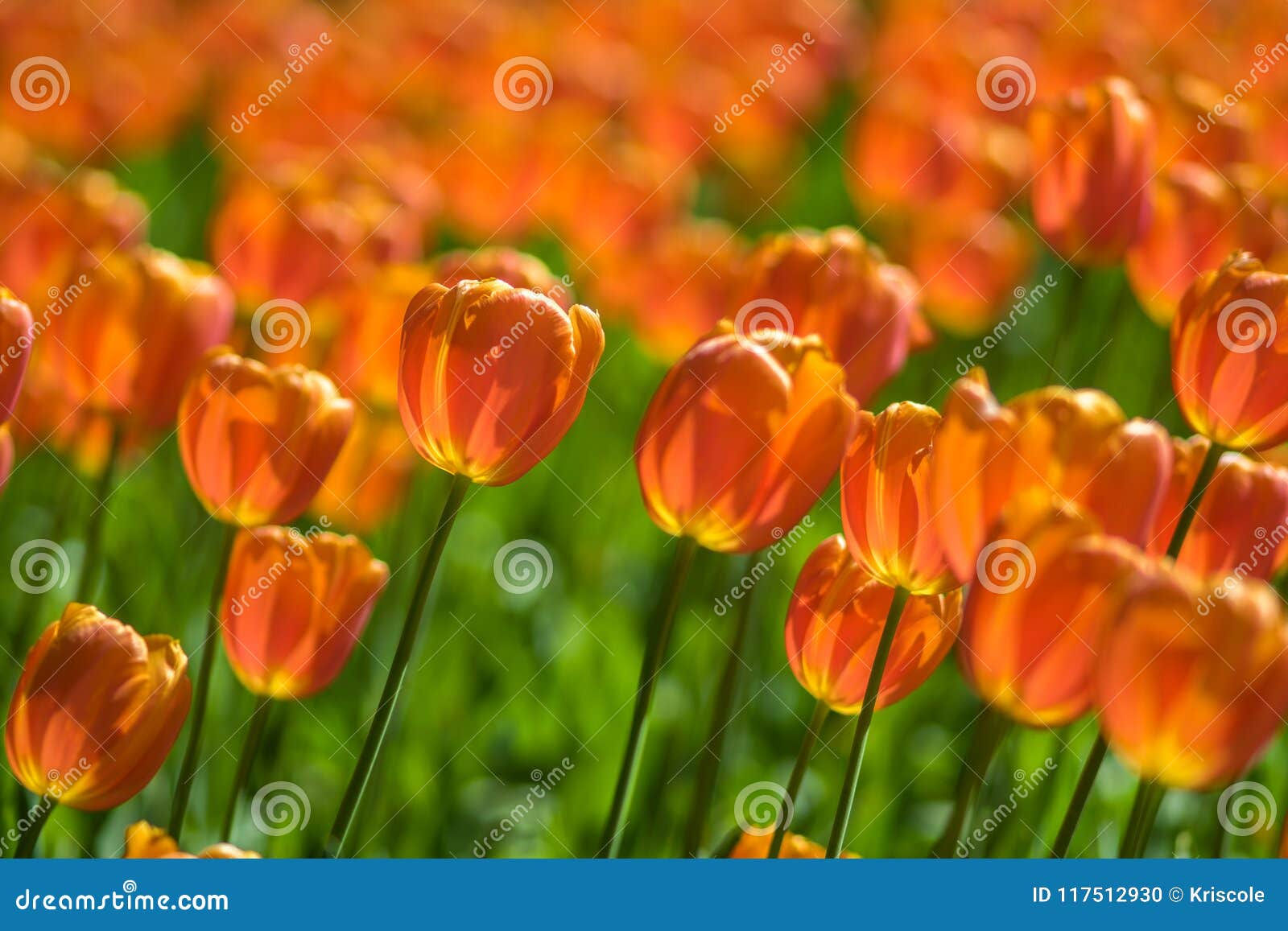 Wallpaper #0f480 Tulips Golden Varietie Stock Image Image of Grass 19338473