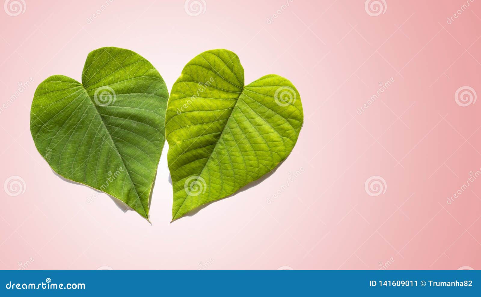 Wallpaper #Tmd395IBSpphPi3-tobx206 Two Green Hearts in Light Pink Gradient Background Stock Image Image
