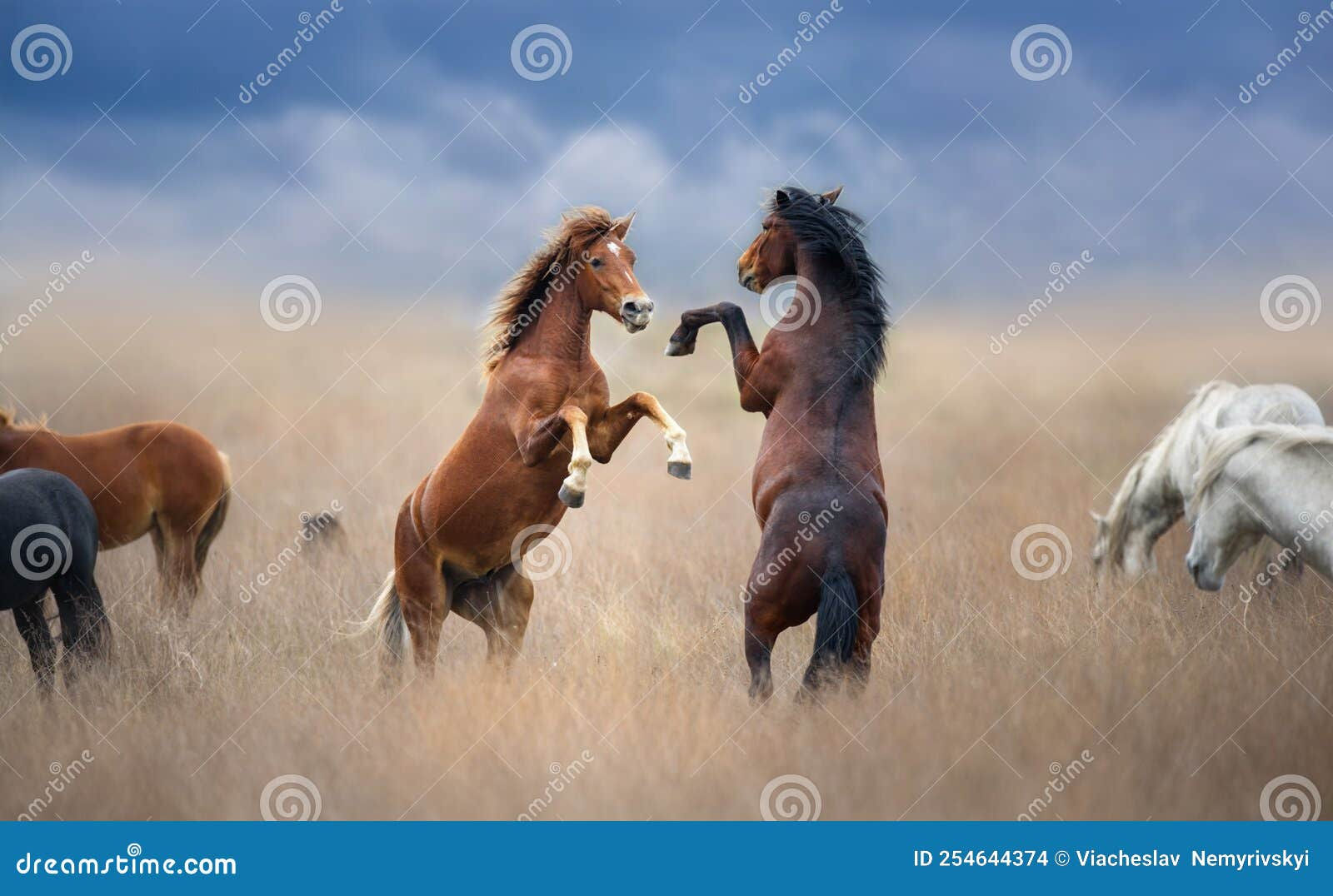 Wallpaper #-2cU-ZIBSpphPi3-KovY246 Two Horse Rearing Up in Herd Stock Photo Image of Farm Equestrian