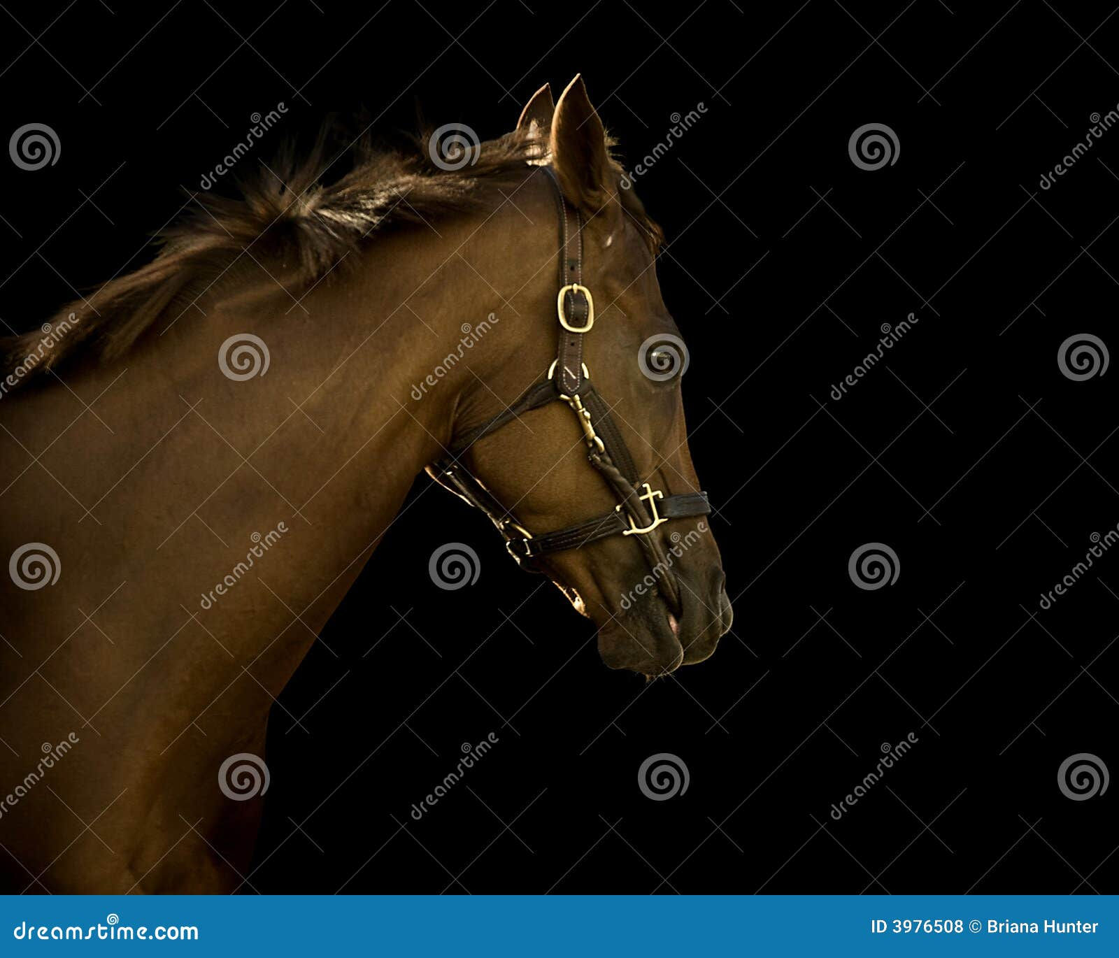 Wallpaper #bWfaEpMBSpphPi3-4_0h165 Thoroughbred Horse on Black Background Stock Photo Image of Race