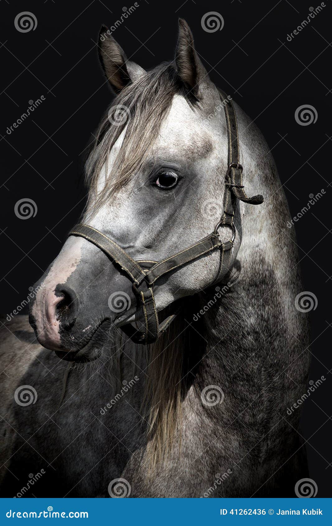 Wallpaper #bWfaEpMBSpphPi3-4_0h190 A Head of a Horse Against a Black Background Stock Photo Image of