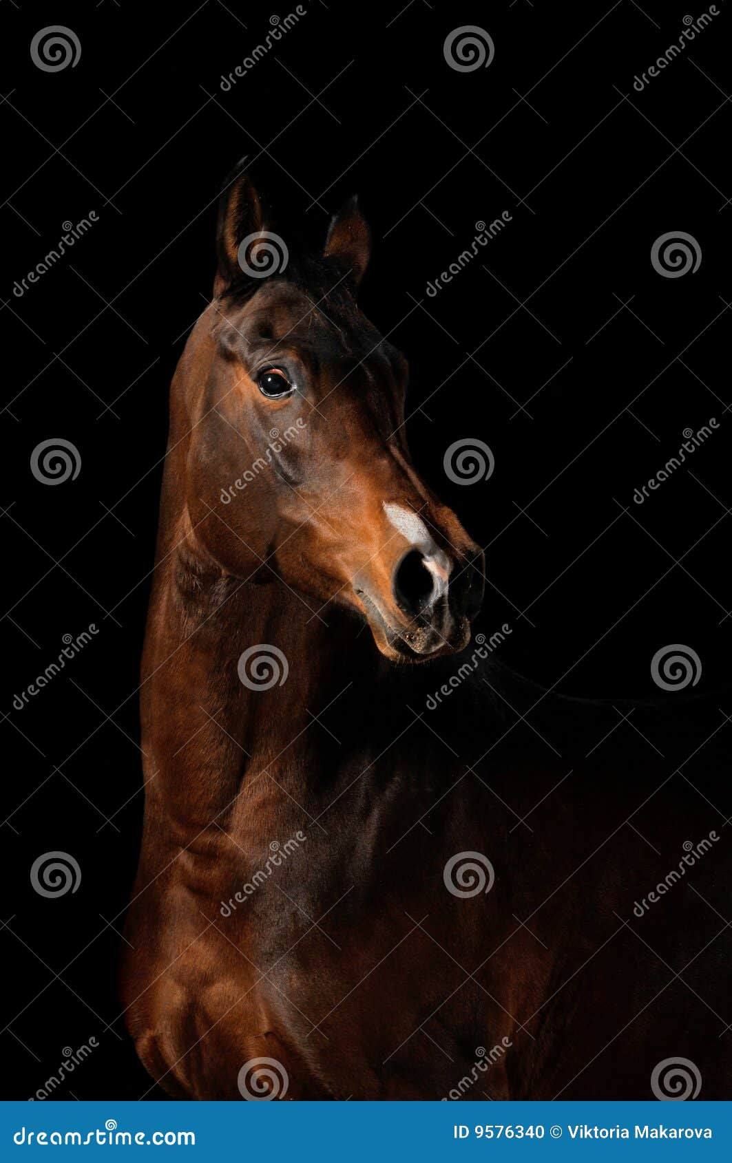 Wallpaper #bWfaEpMBSpphPi3-4_0h147 Horse on the Black Background Stock Photo Image of Equine Mystic