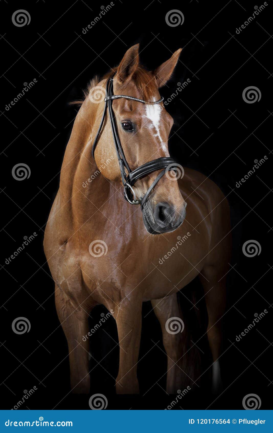 Wallpaper #bWfaEpMBSpphPi3-4_0h160 Horse Black Background Stock Photo Image of Face Night 120176564