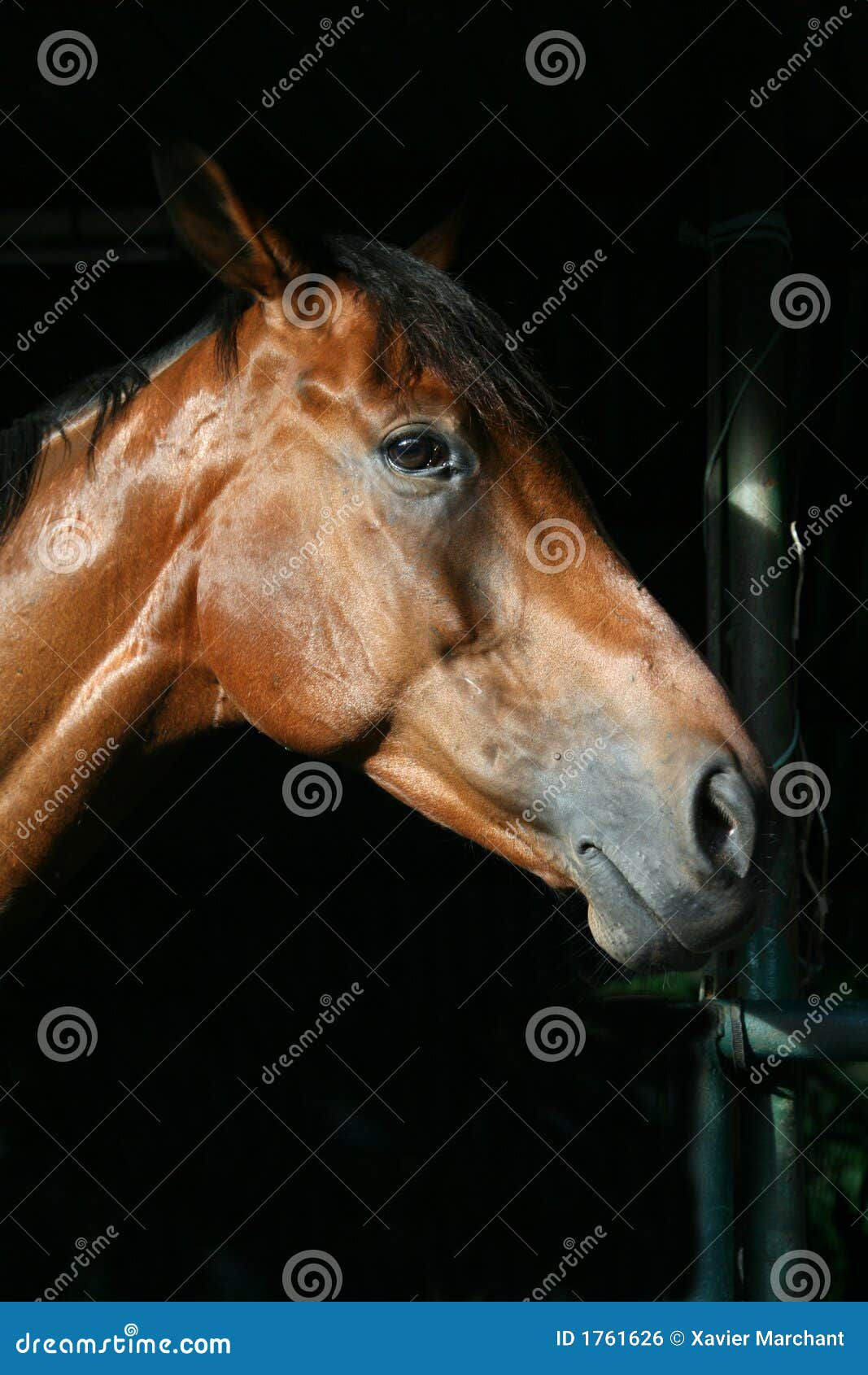 Wallpaper #bWfaEpMBSpphPi3-4_0h183 Horse on Black Background Stock Photo Image of Friendship 1761626