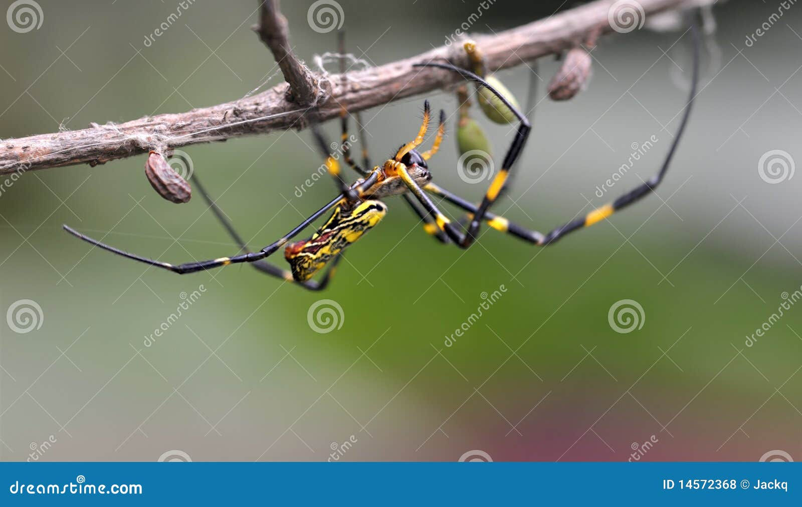 Wallpaper #WRnNEo8BtGB6xQ78GGR151 Hanging Spider on Branch Stock Photo Image of Cute Color 14572368