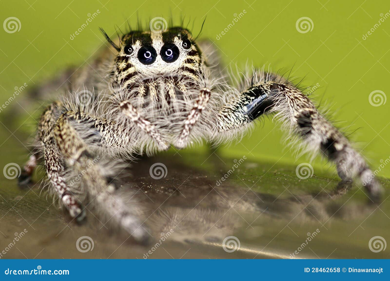 Wallpaper #wmfS65IBSpphPi3-9k4K215 Hairy Jumping Spider Stock Photo Image of Metal Tube 28462658
