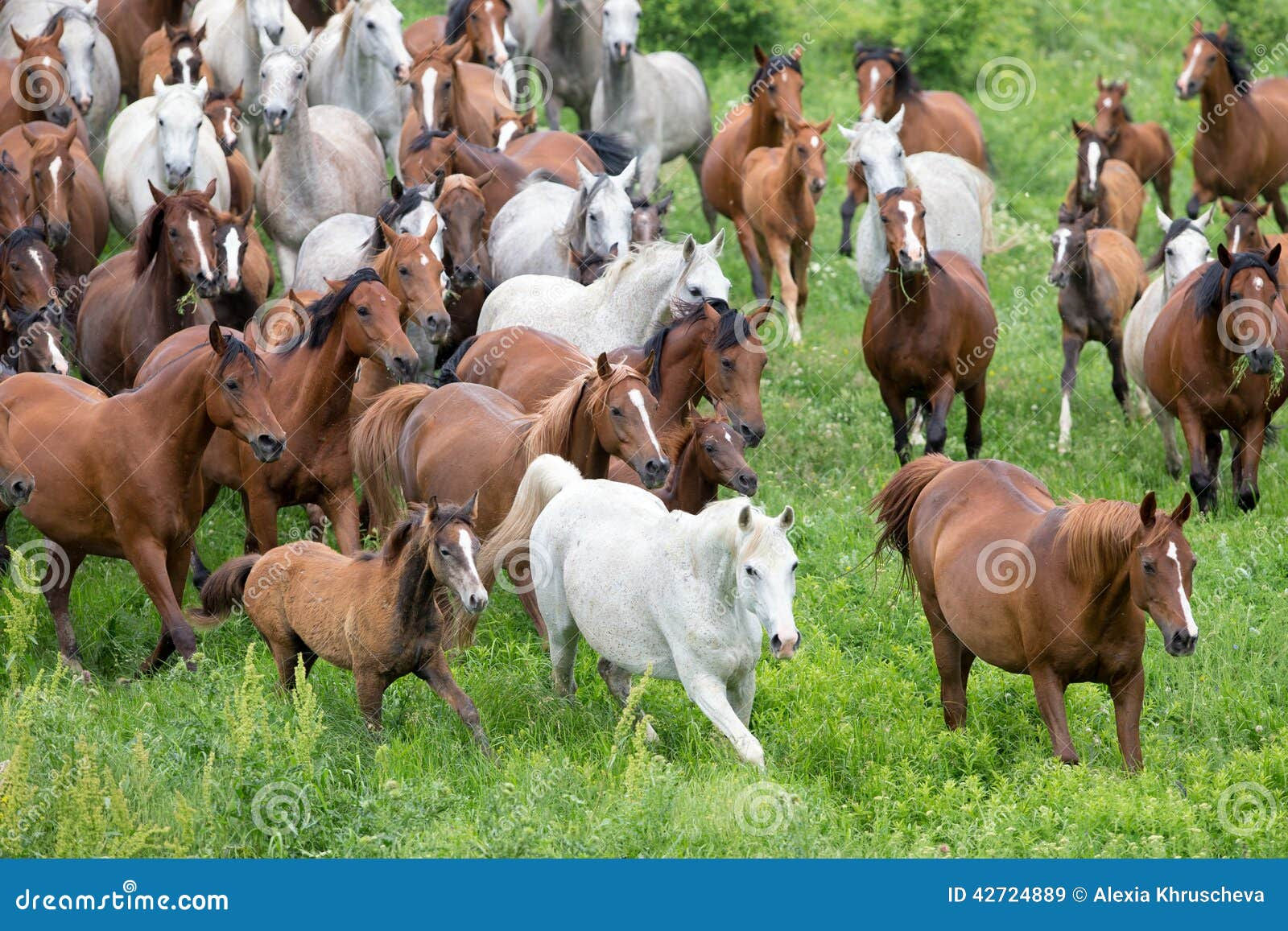 Wallpaper #01bDeZcBsd6xcFiE6tsZ41 Herd of Horses Running in Meadow Stock Image Image of Foal Herd