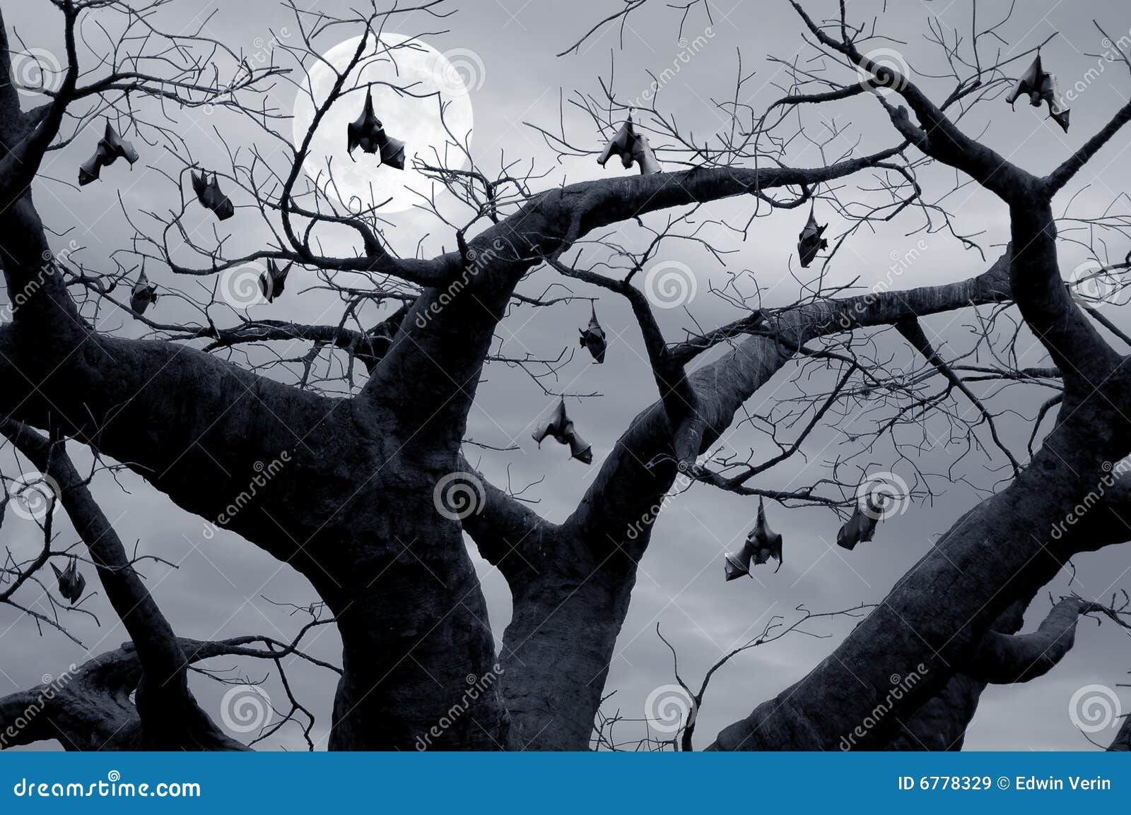 Wallpaper #2mdTDJMBSpphPi3-nt1P308 Hanging Bats Stock Image Image of Gnarled Dark Halloween 6778329