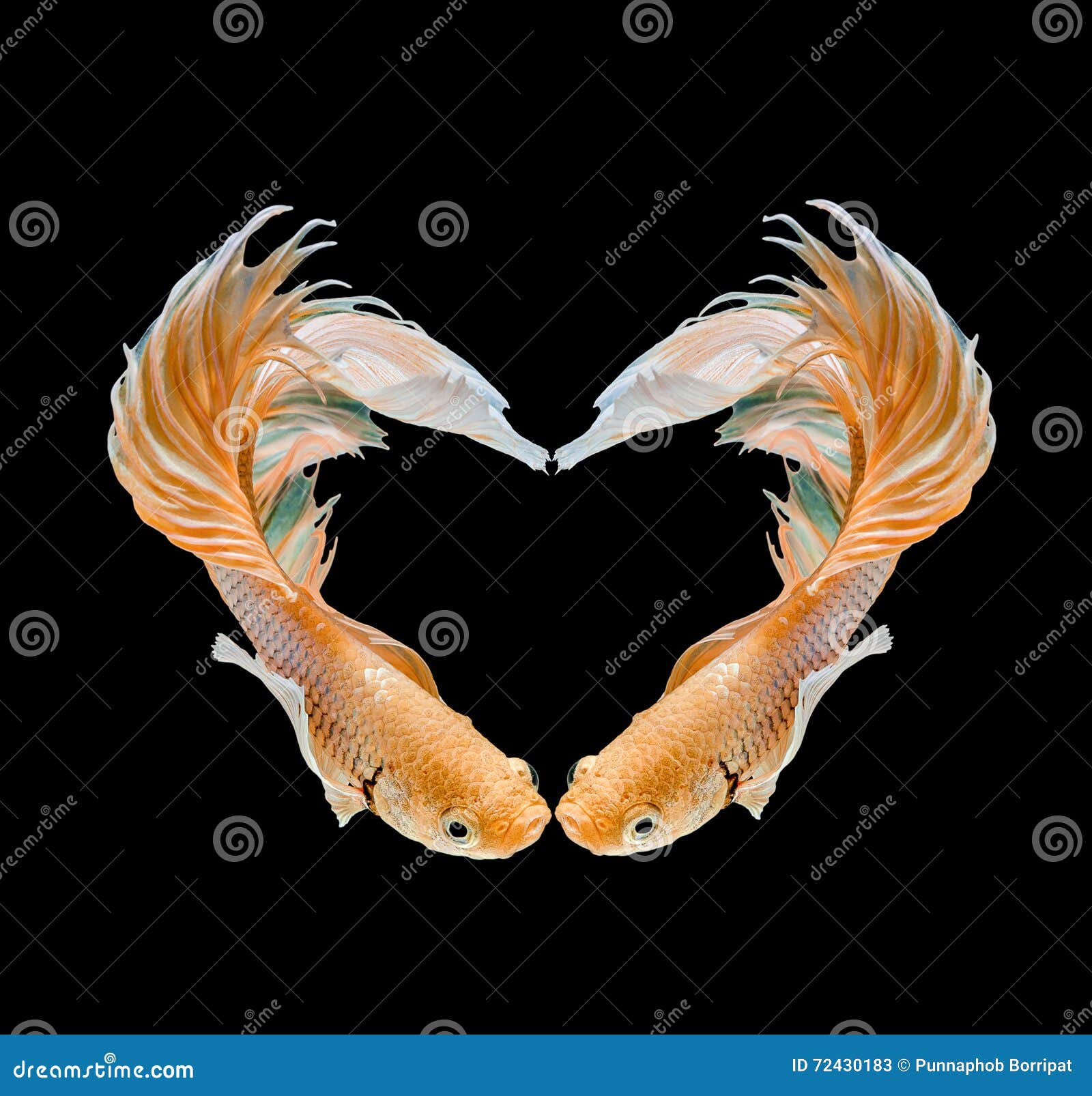 Wallpaper #4f2e6 Koi Fish Heart Original Watercolor Painting Etsy