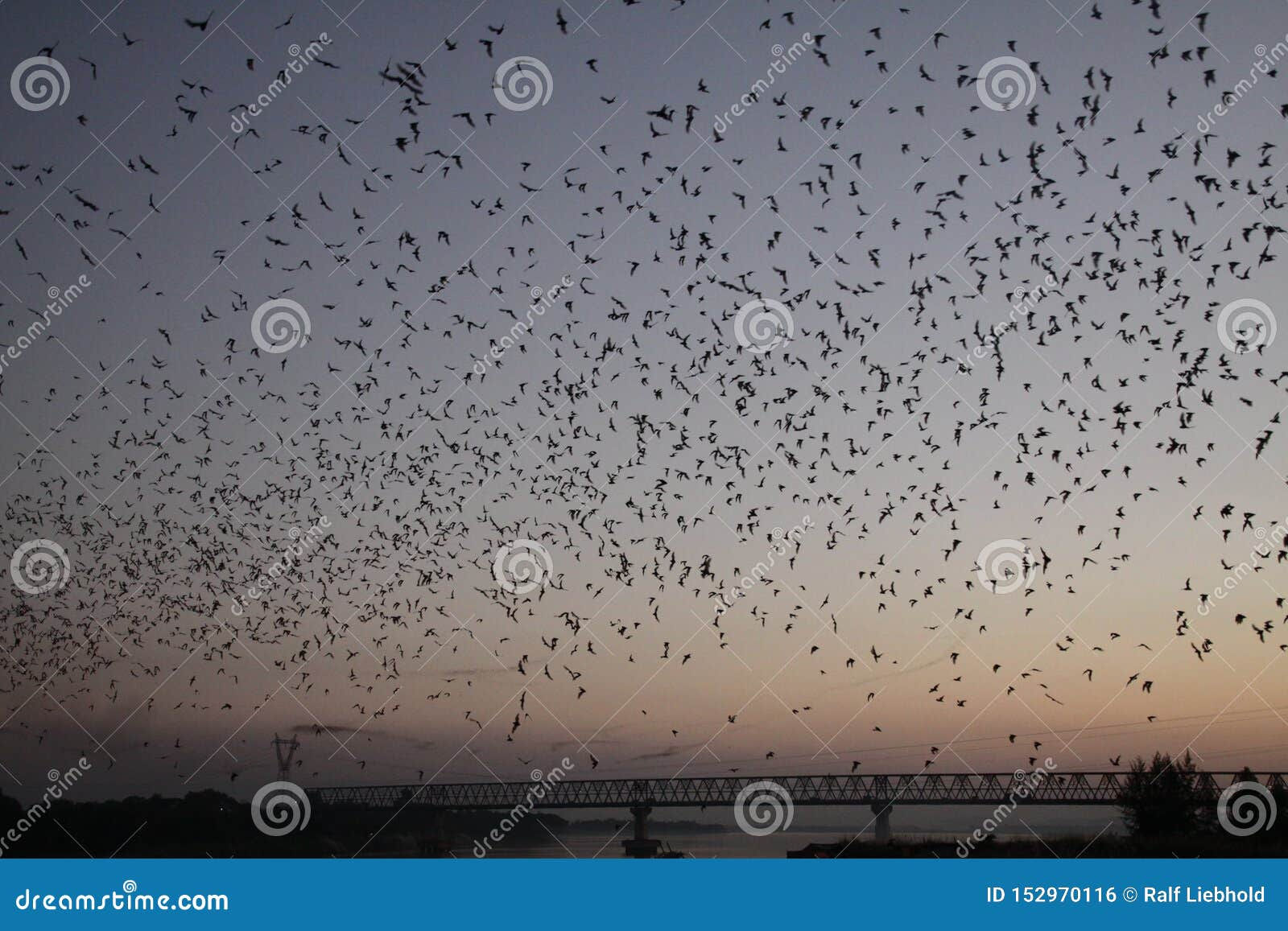 Wallpaper #shnGHY8BtGB6xQ78GHfJ33 Hpa an Hpa an Cave Myanmar Countless Bats Swarming Out in the Evening