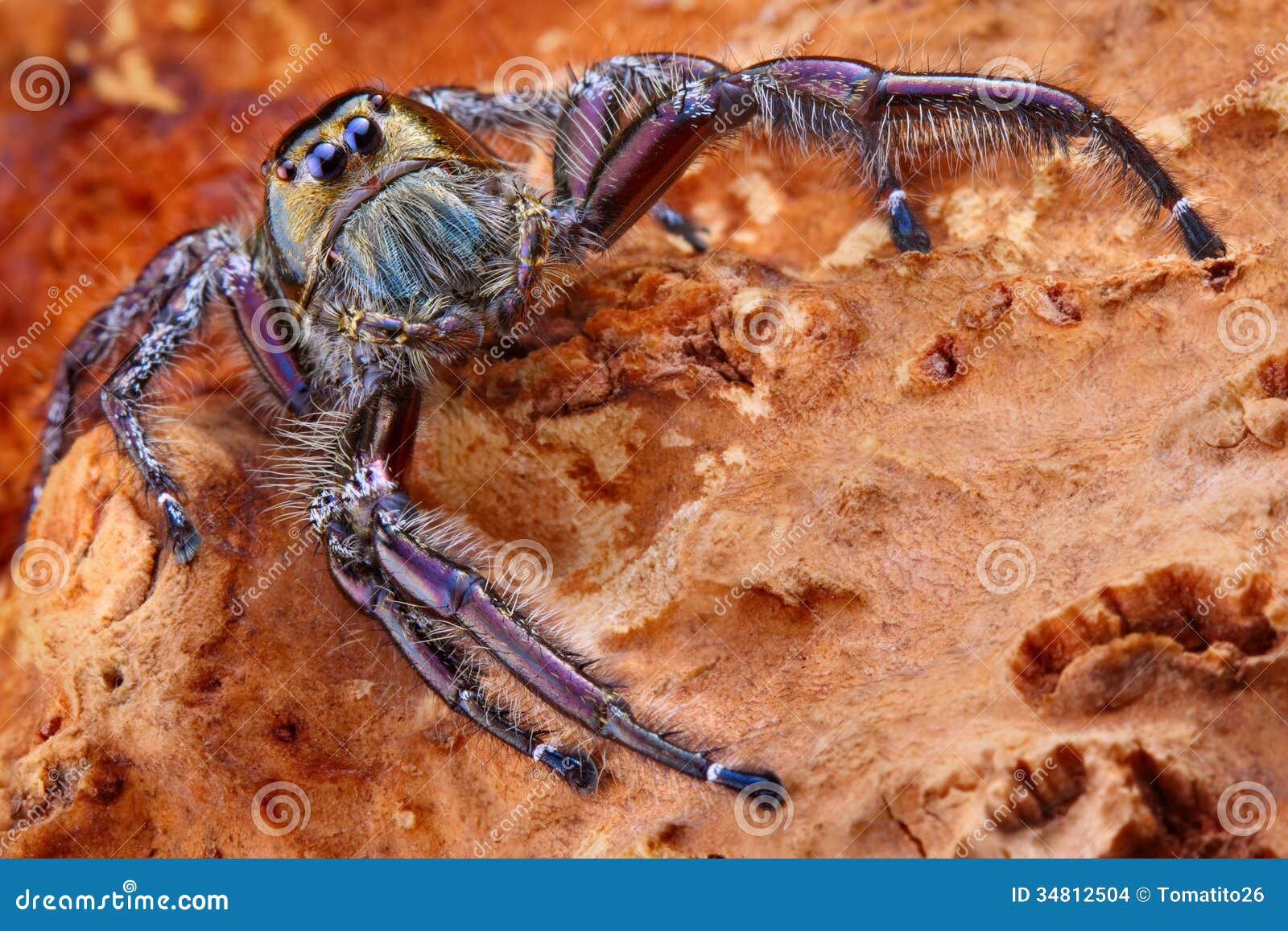 Wallpaper #e2dv9JIBSpphPi3-JXru4 Hyllus Diardy Biggest Jumping Spider Stock Photo Image of Large