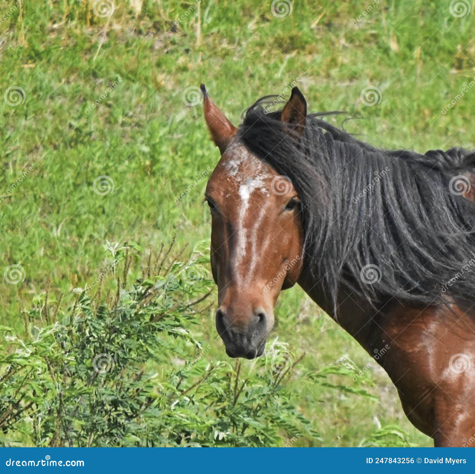 Wallpaper #QX1m8I4Bnwiau_P65AaY25 Horse Wild Mustang Brown Chestnut with Black Main Stock Photo Image